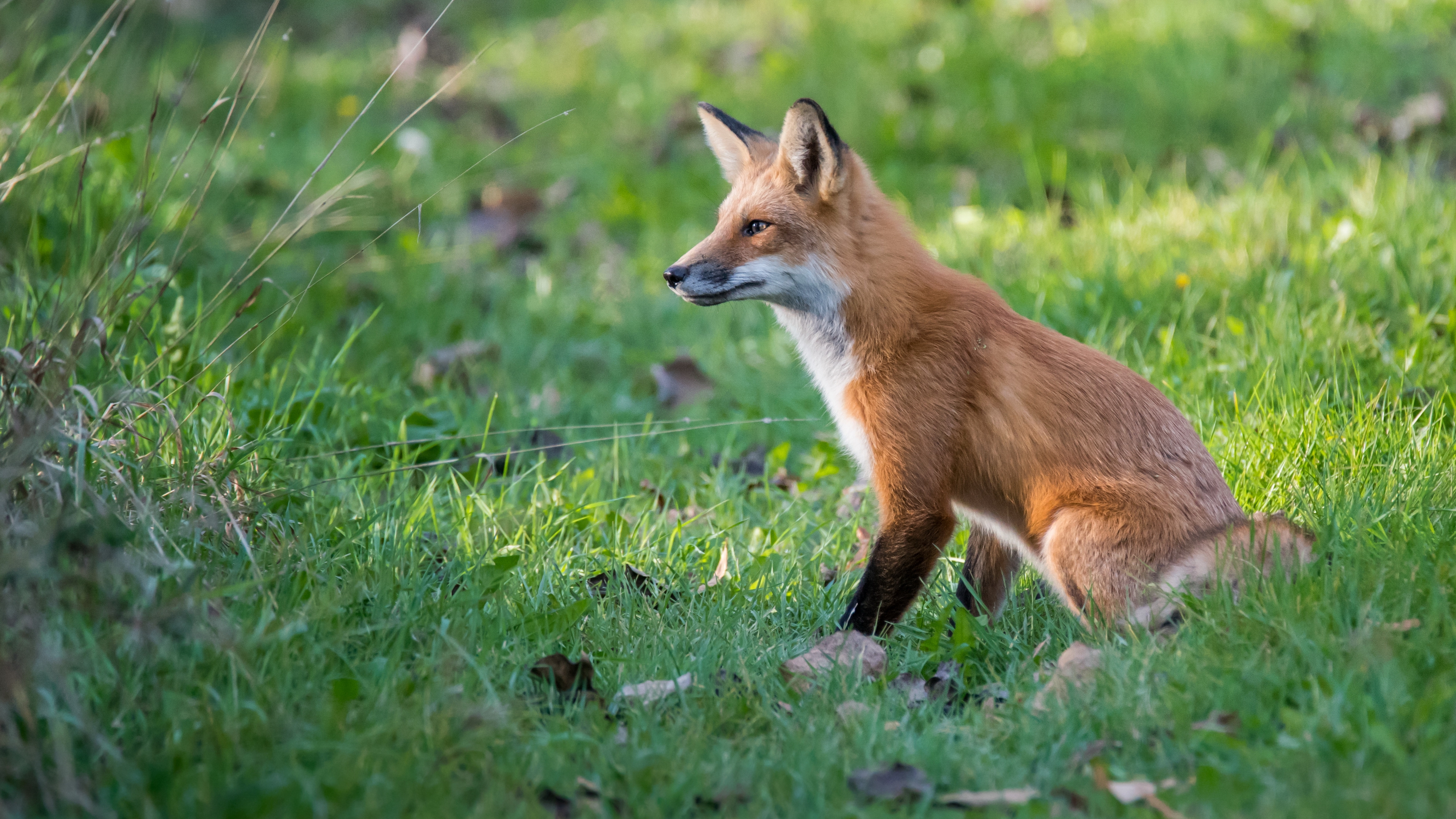 Red fox 100. Лиса картинка. Лиса обои. Луговая Лисичка животное. Соло лисы.