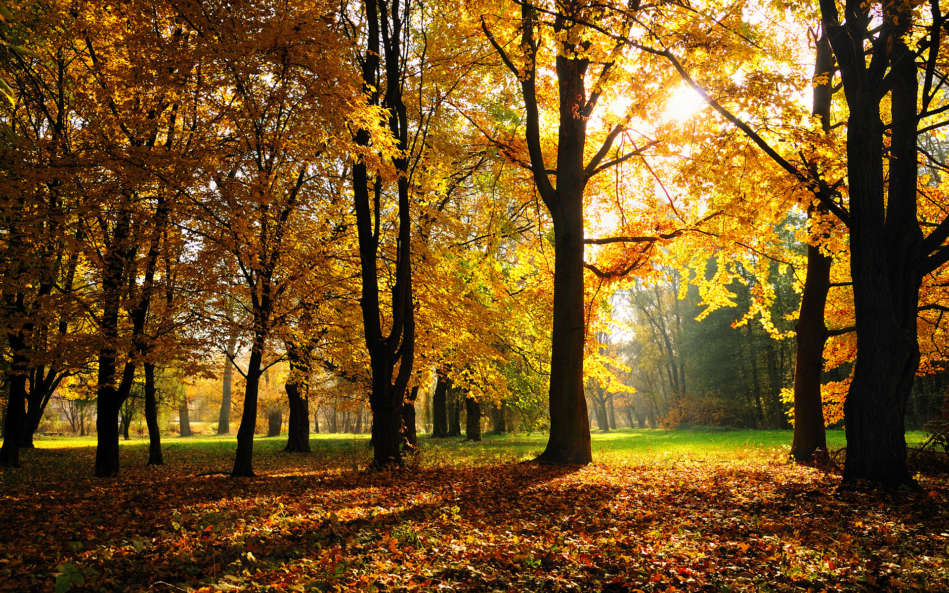 солнце лес листва осень скачать