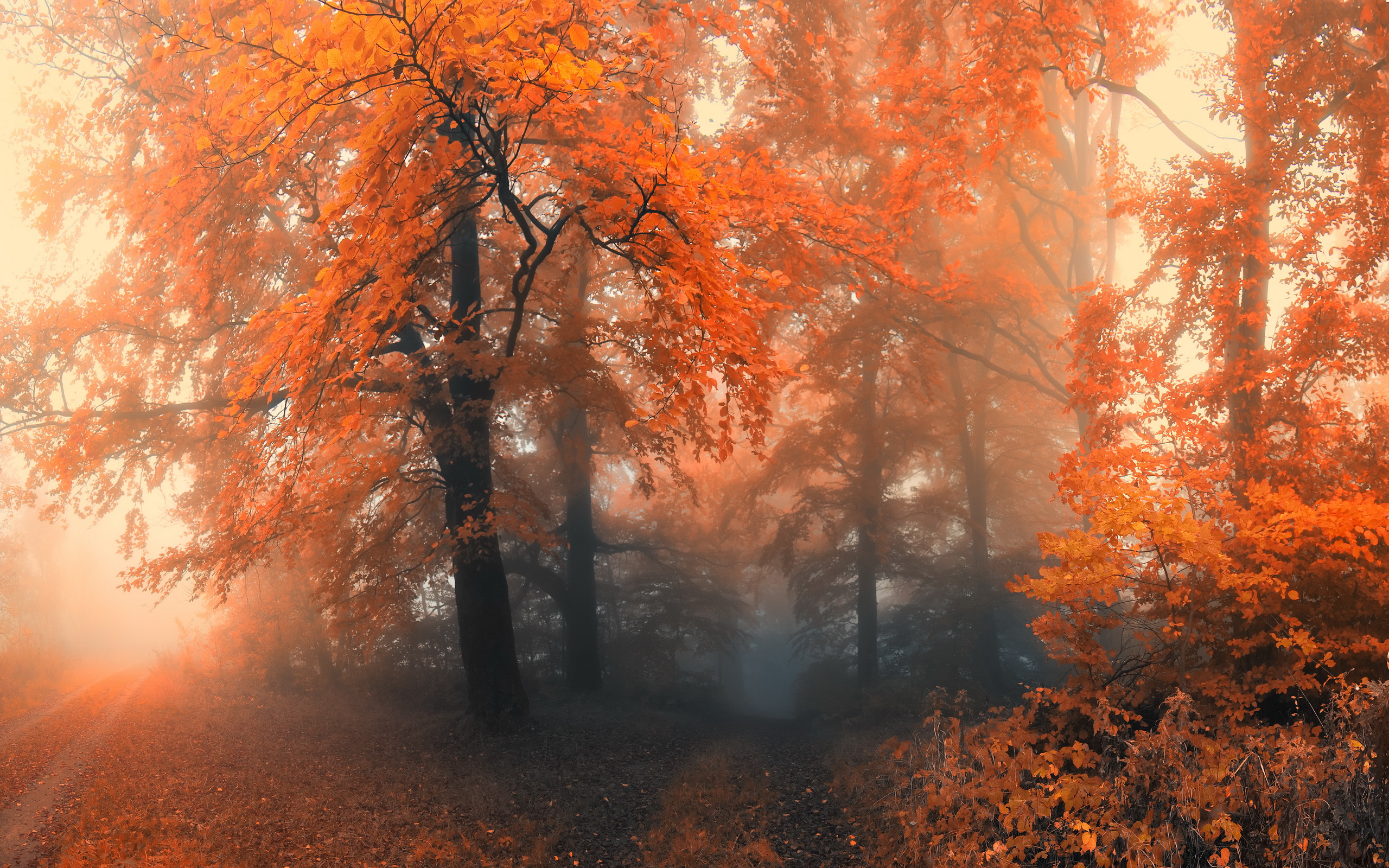 осень, деревья, восхождение No 147603 разрешение 2560x1600