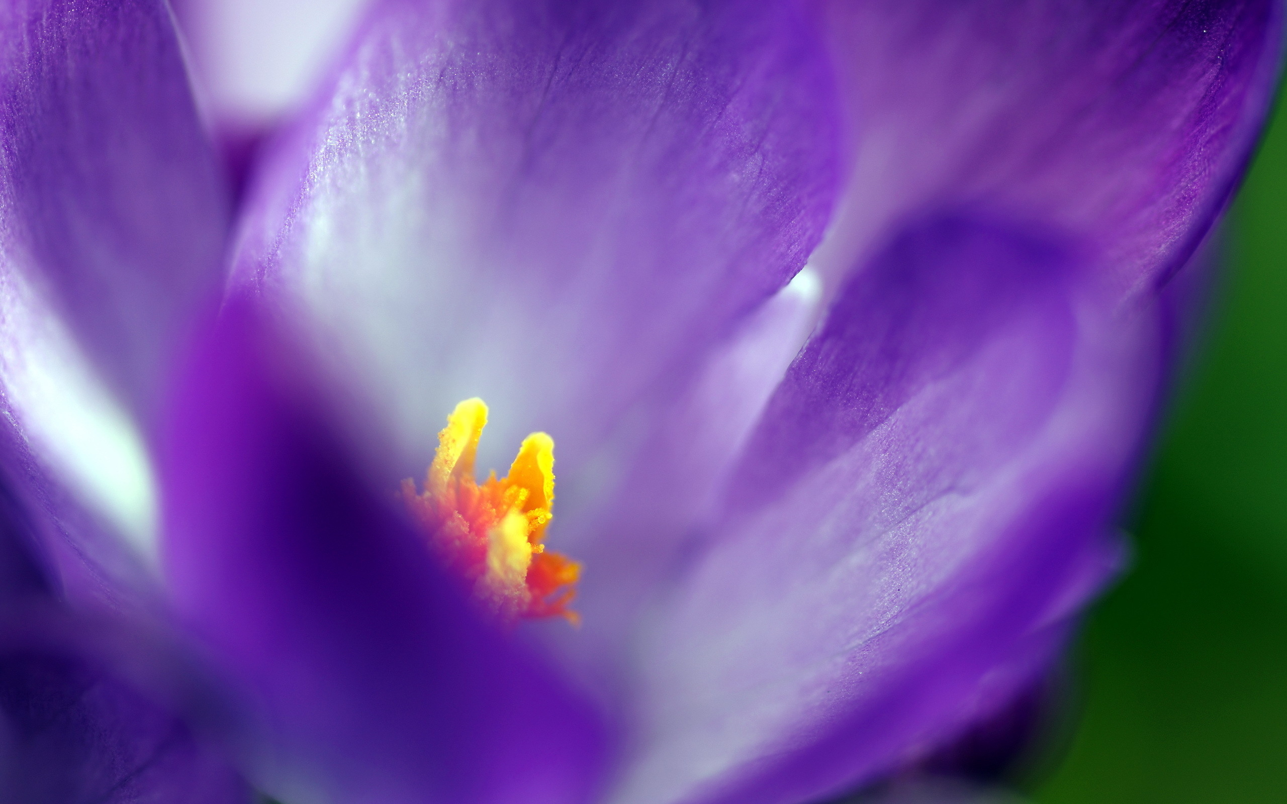 macro, flowers, grass