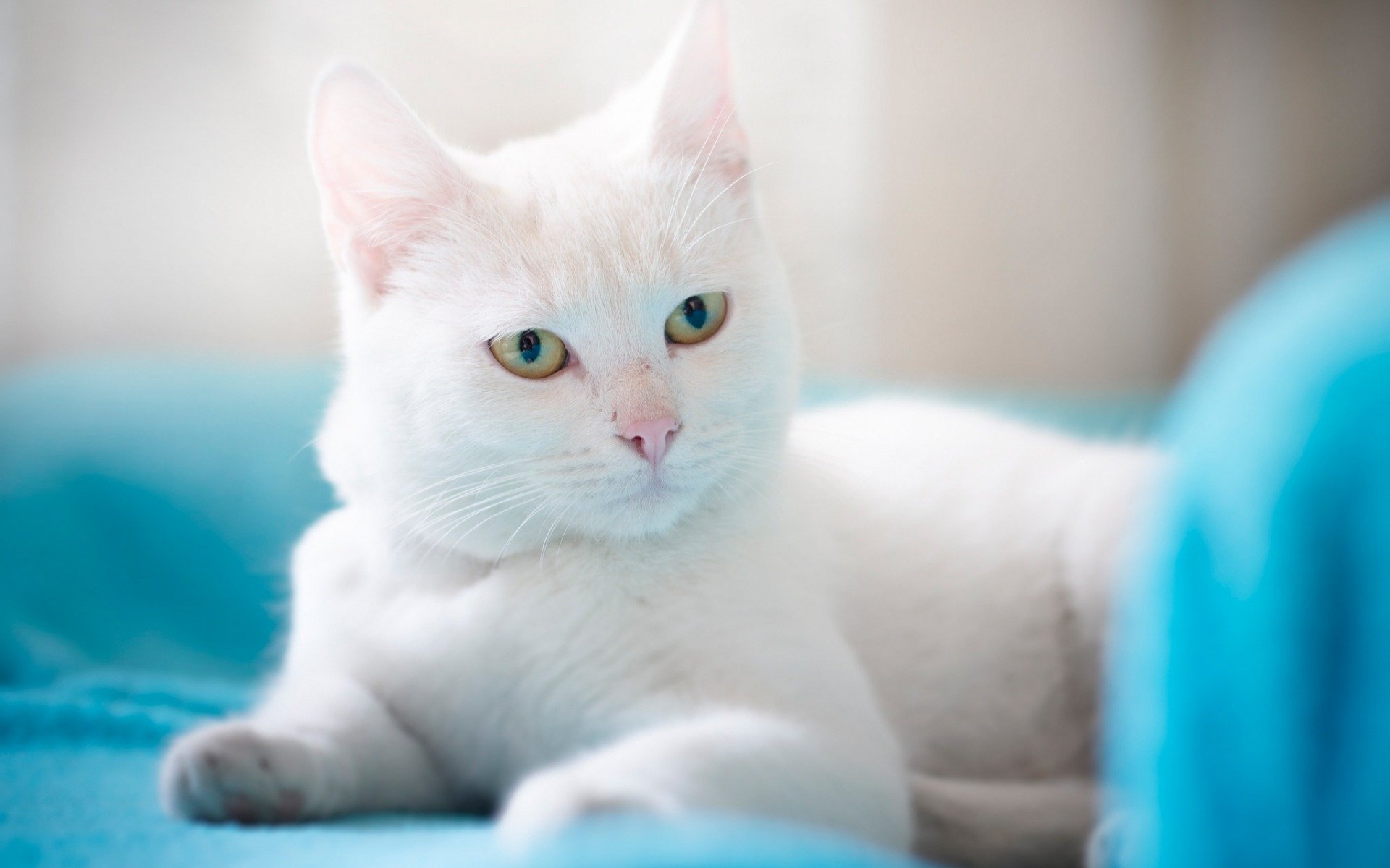 кот, шляпа, котенок