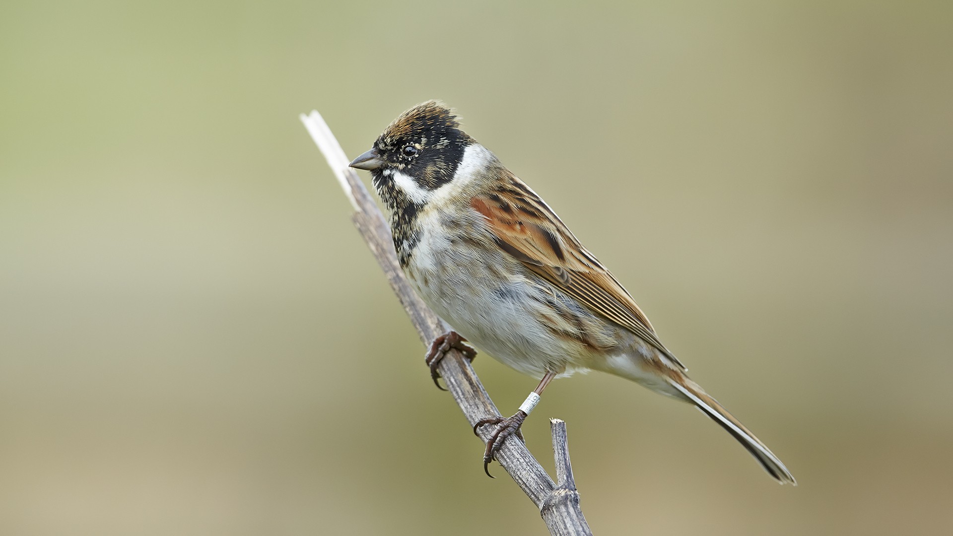 есть маленькая птица, сидящая на ветке с размытым фоном