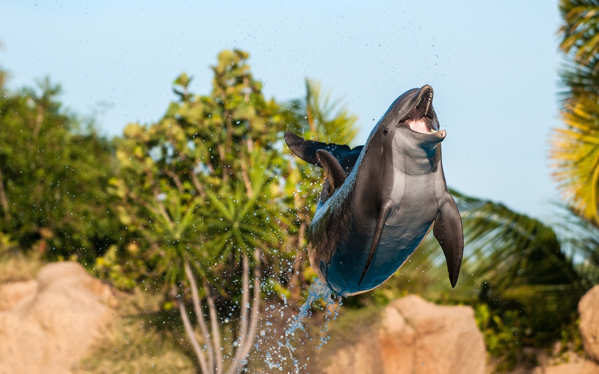 дельфин прыжок брызги скачать