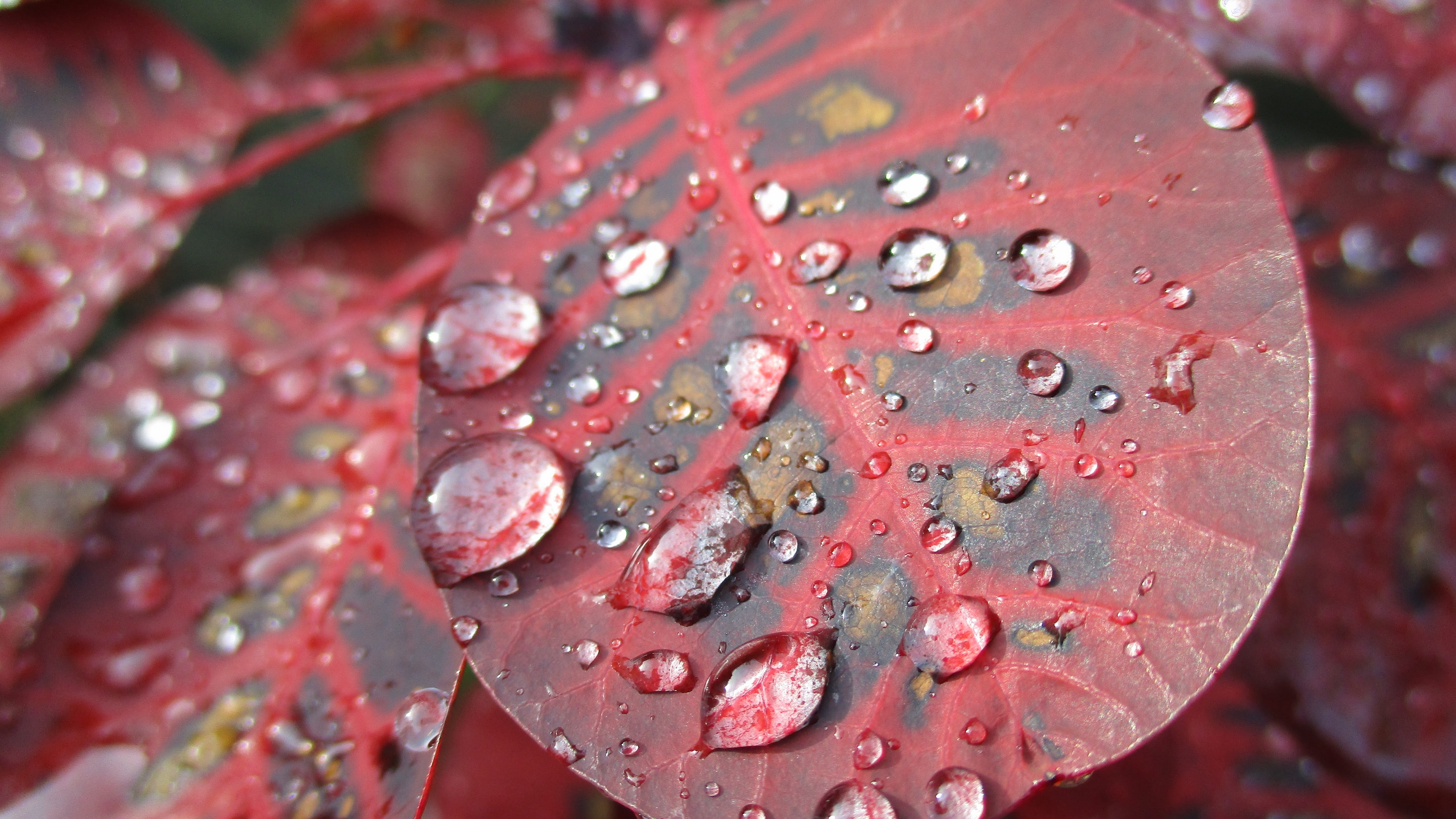 drizzle, small, свет