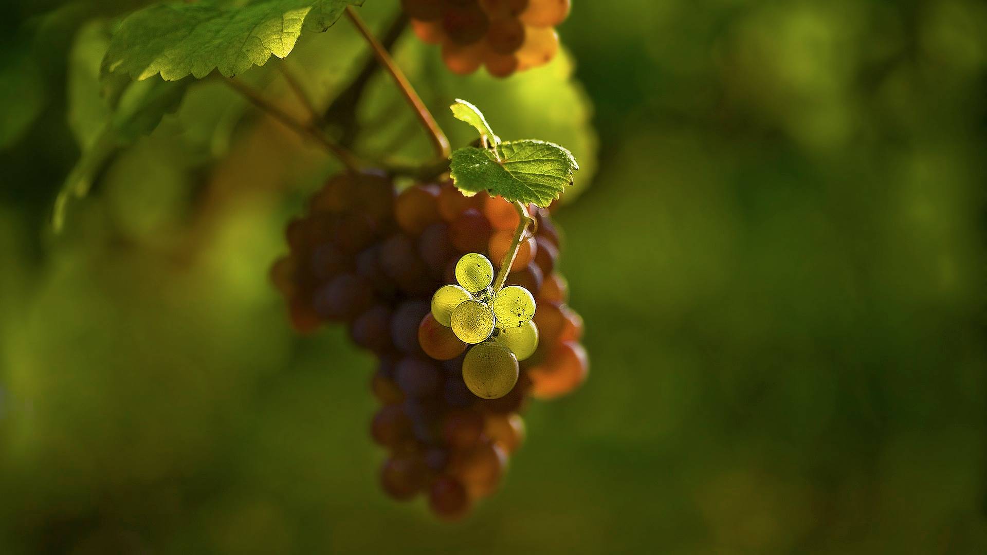 лист, виноград, айфон