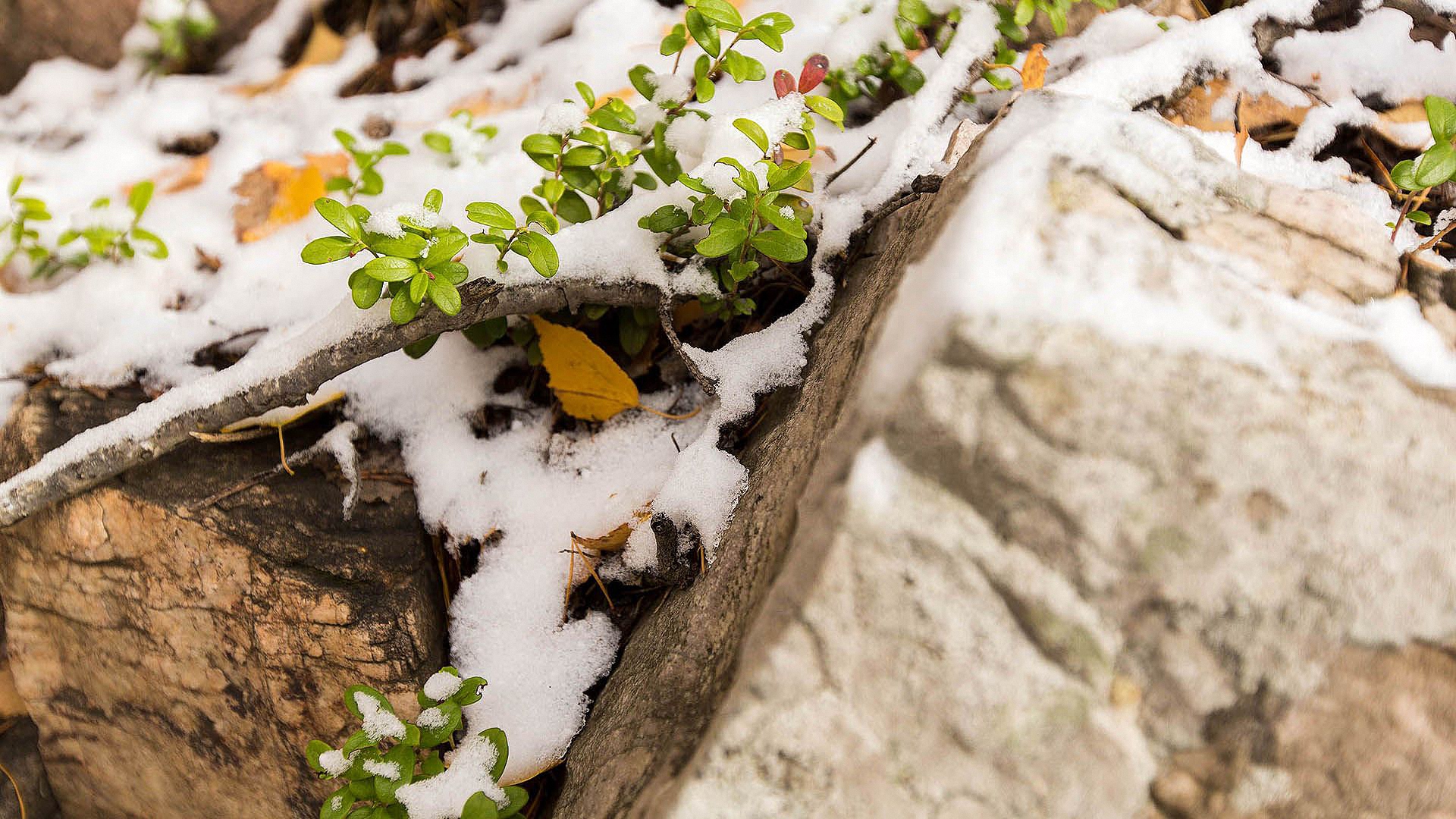 шаблон, веточка