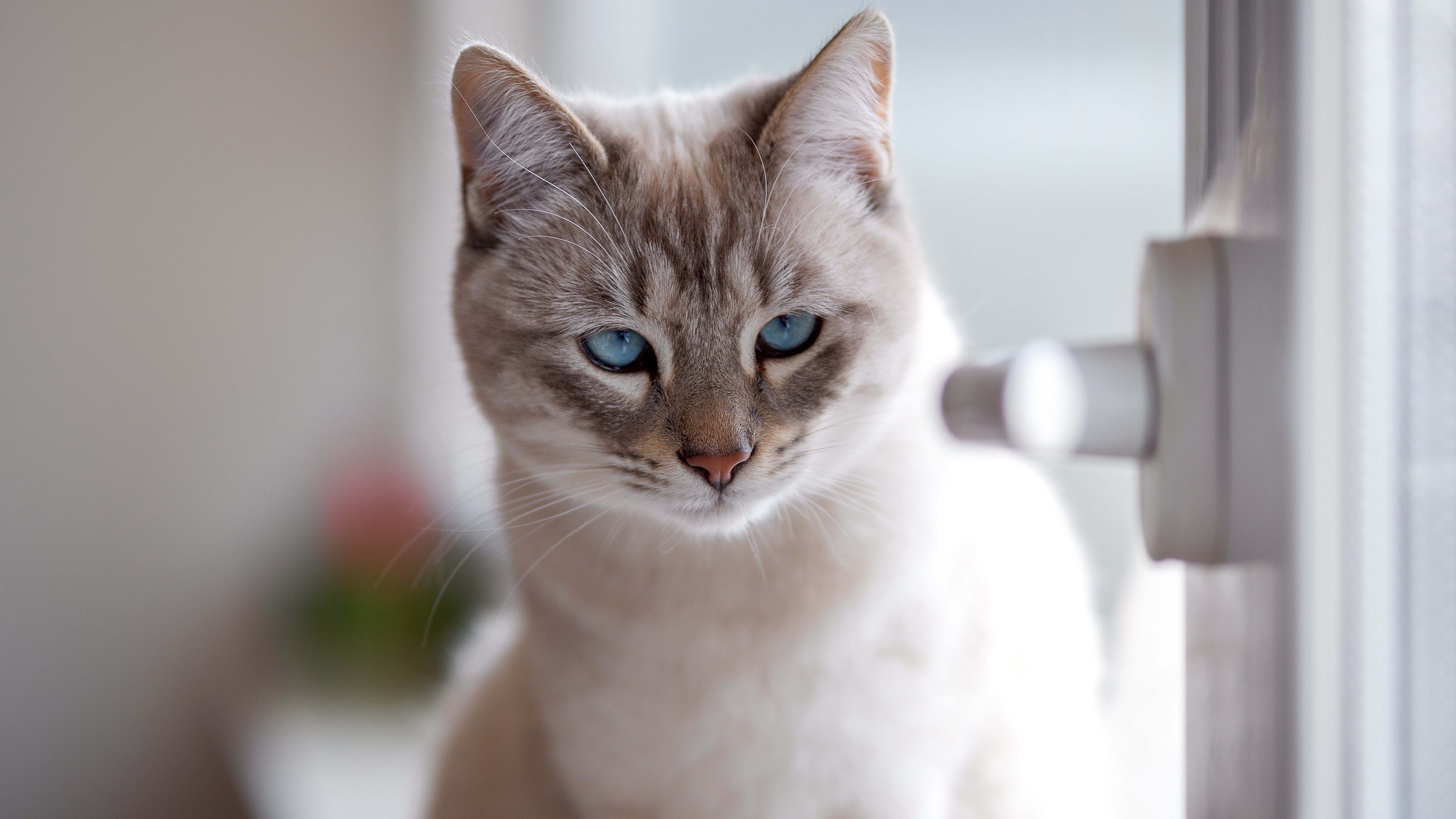кот, смотреть, браун