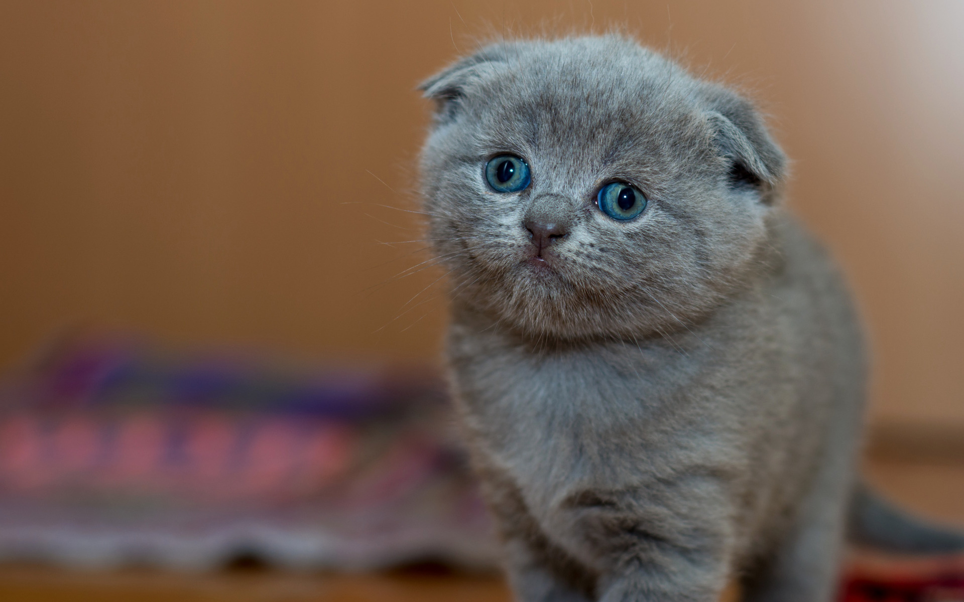 кот, вислоухий, фолд