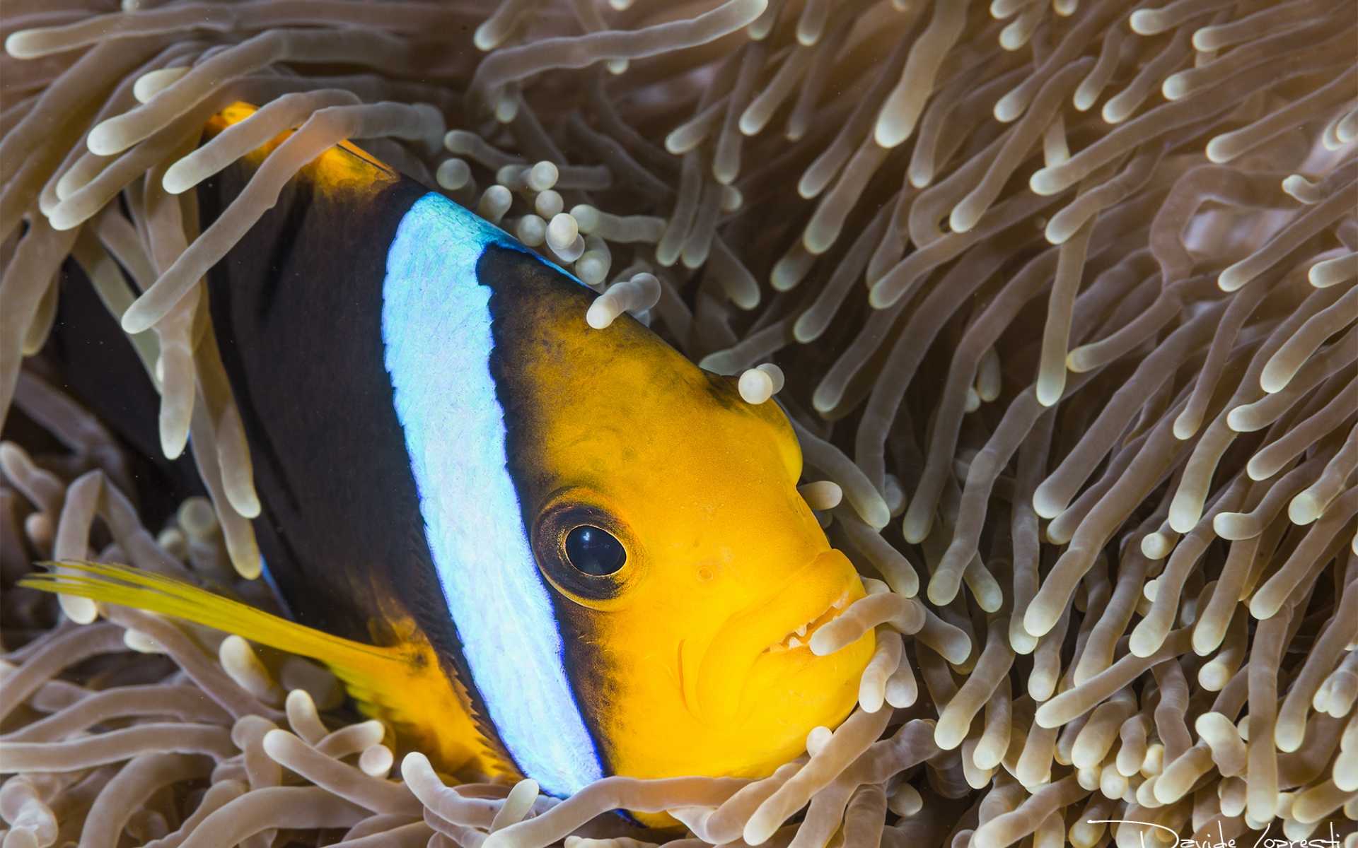 рыба клоун, anemone fish