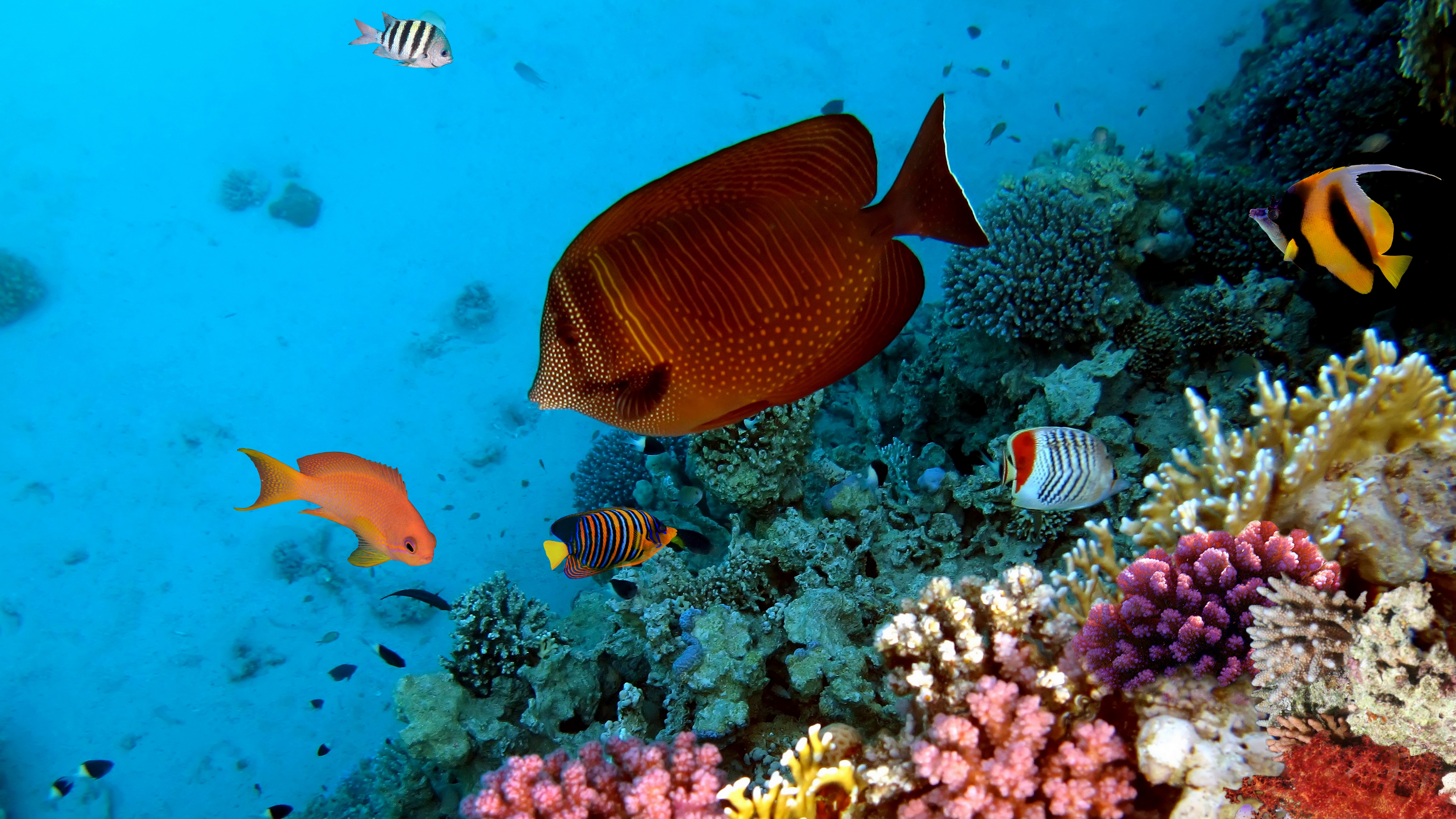 Коралловые обитатели. Тропические рыбы. Подводный мир. Коралловые рыбки. Рыбки в море.