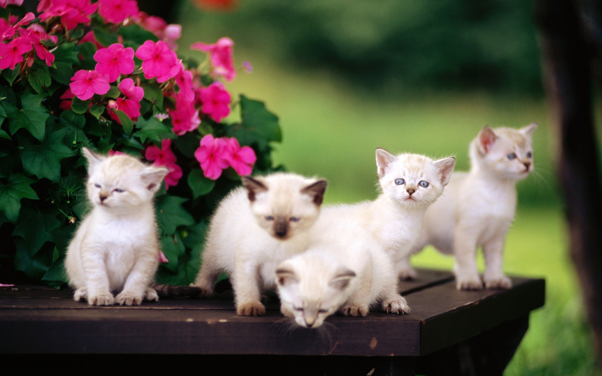 лента, ойр, синоним