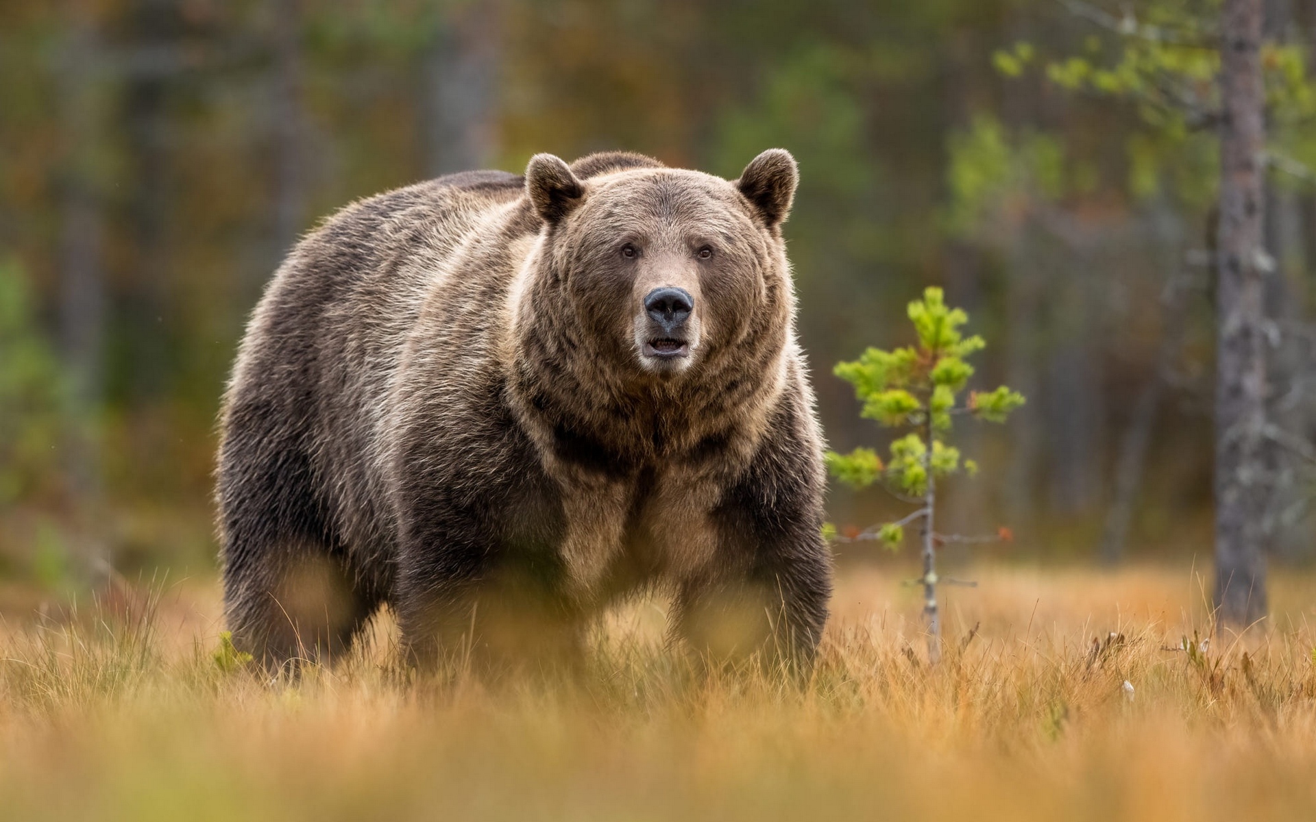 вести, доводить, аиф
