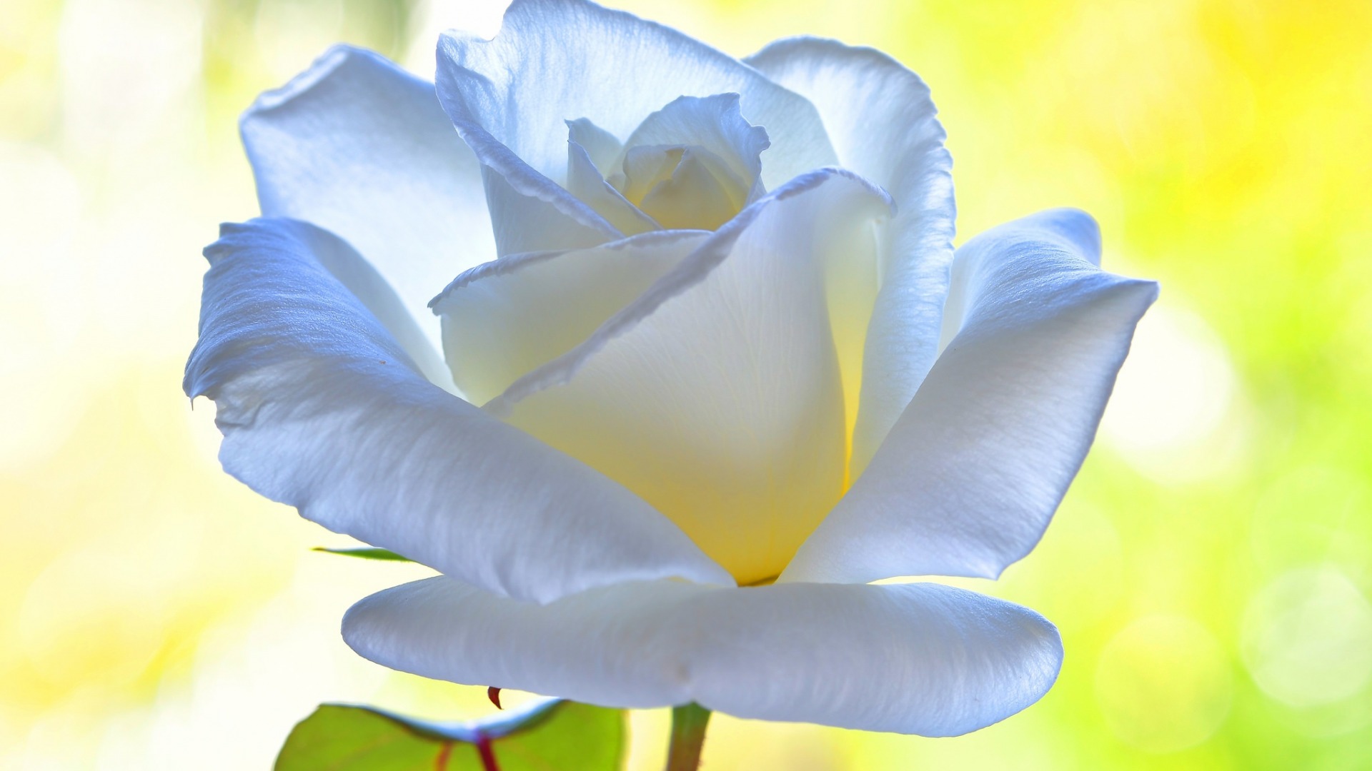 лотос, машина, роза