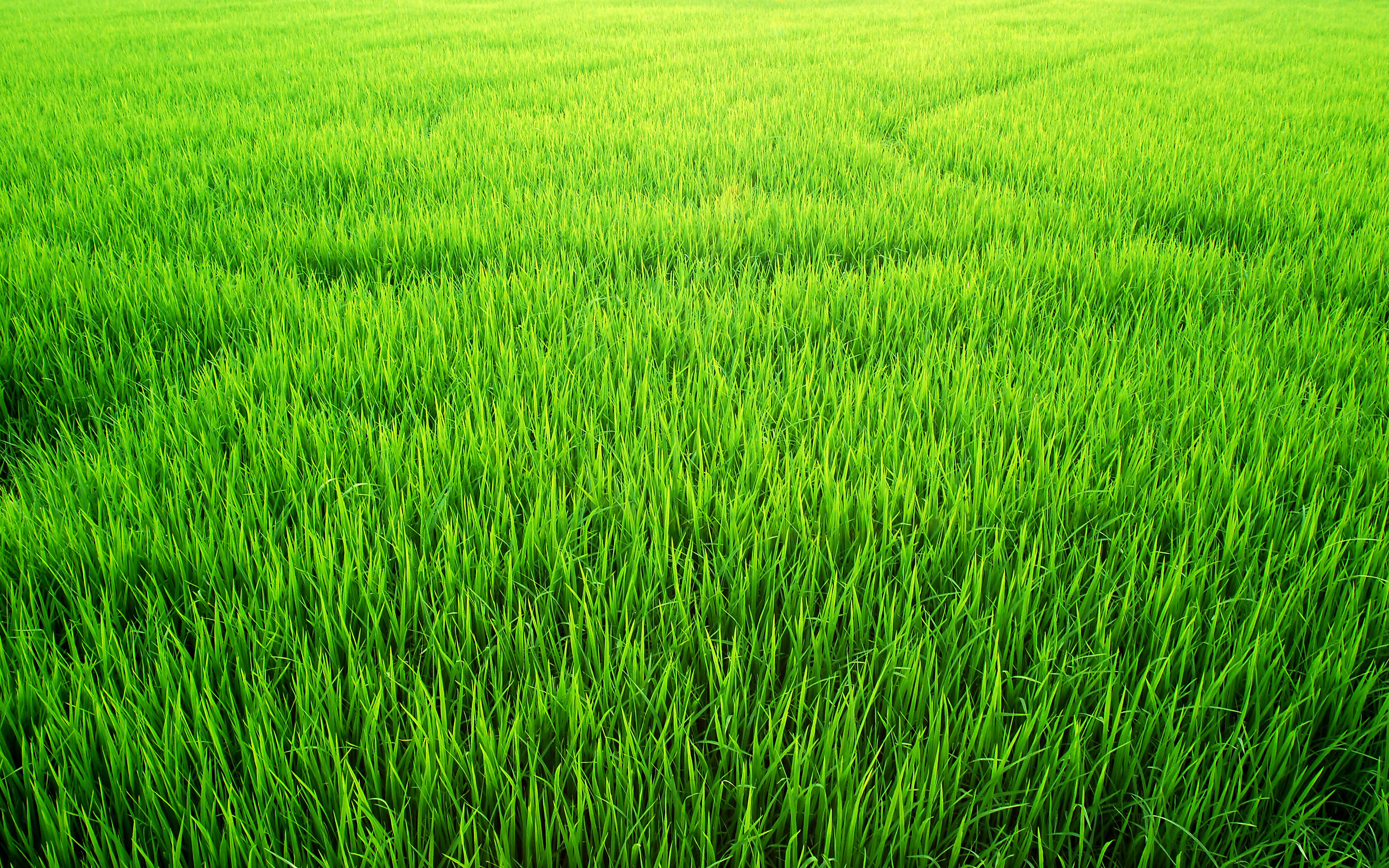 Рис зеленого цвета