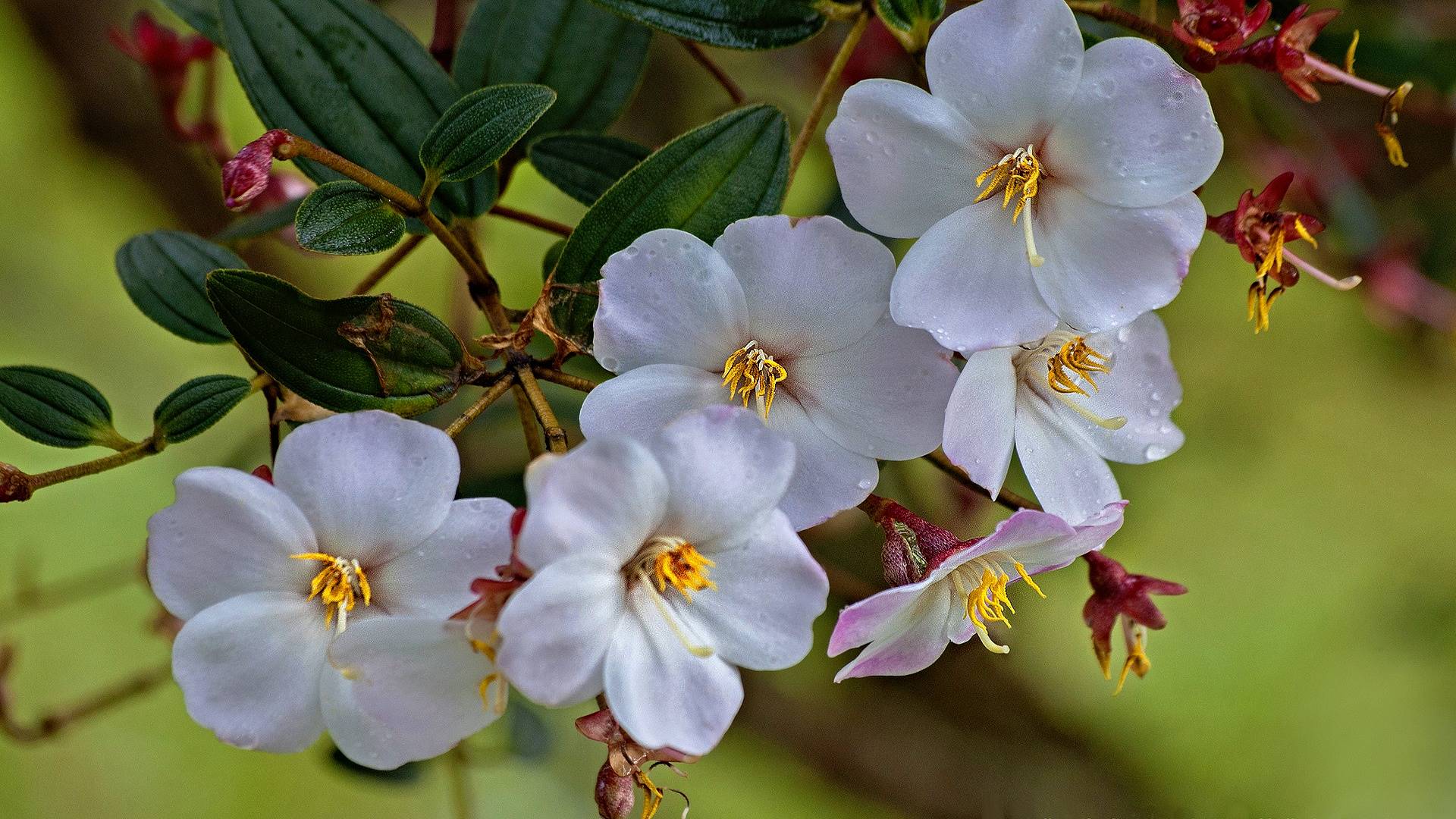 tibouchina