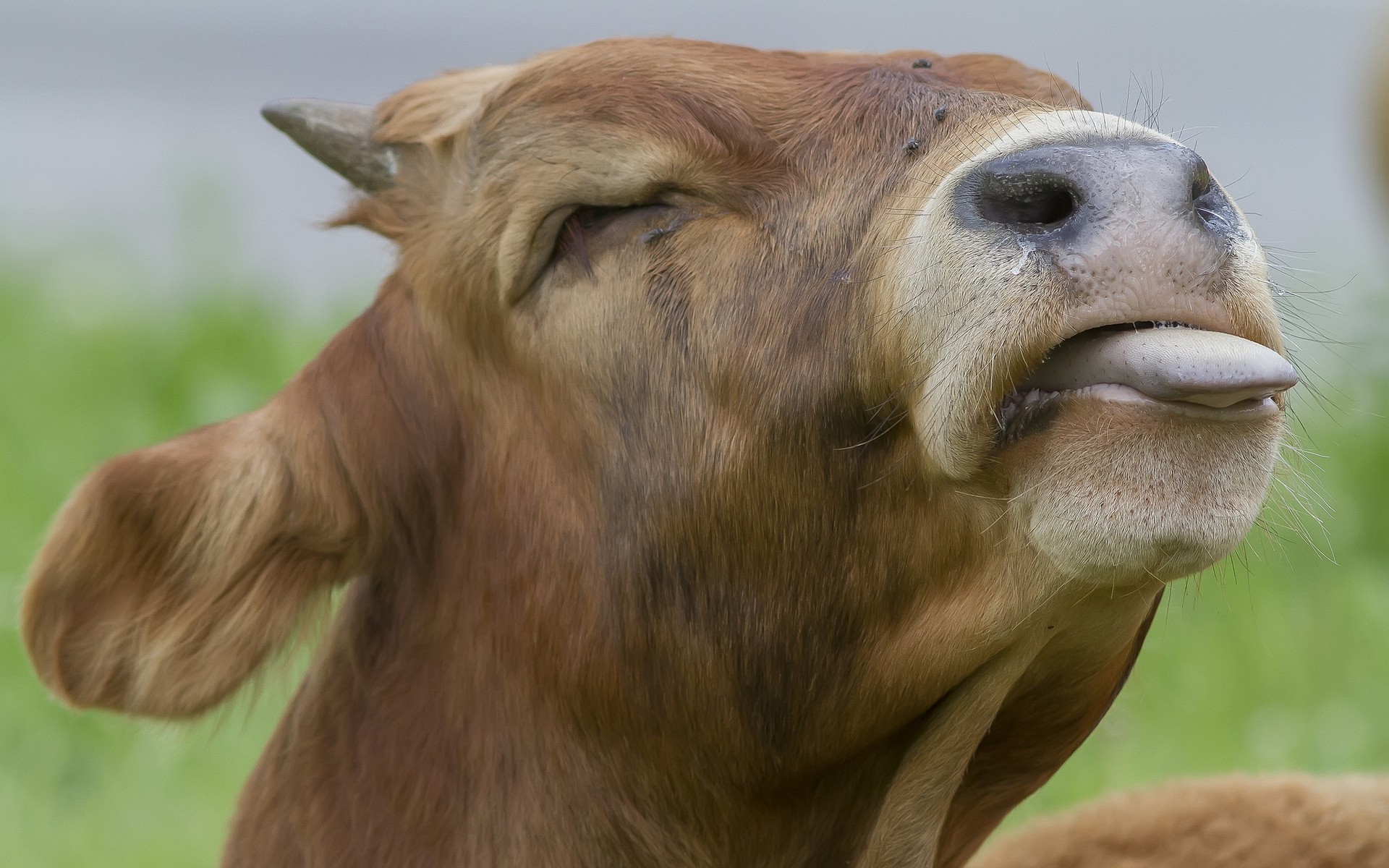 корова с языком картинки