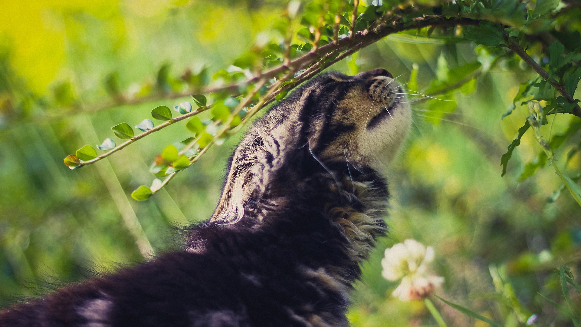 есть кошка, которая смотрит на ветку дерева