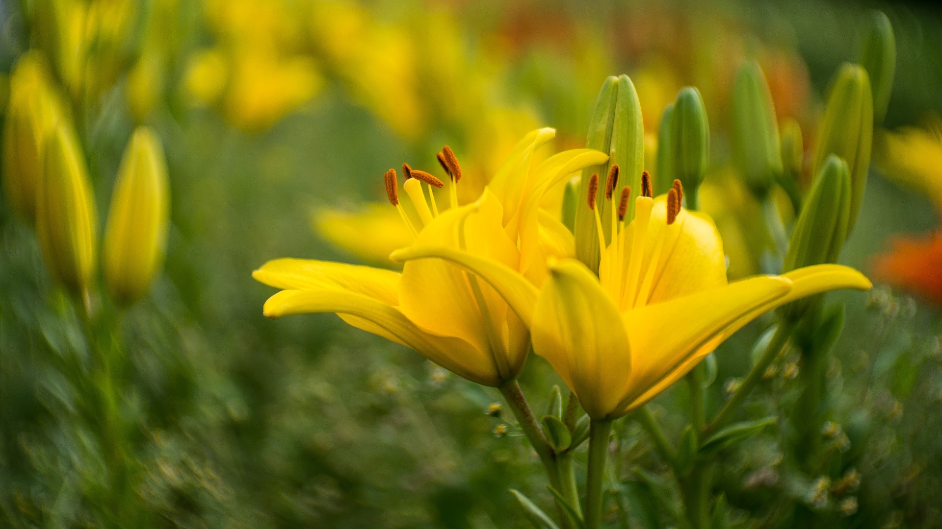 желтые цветы в поле зеленой травы с красными цветами