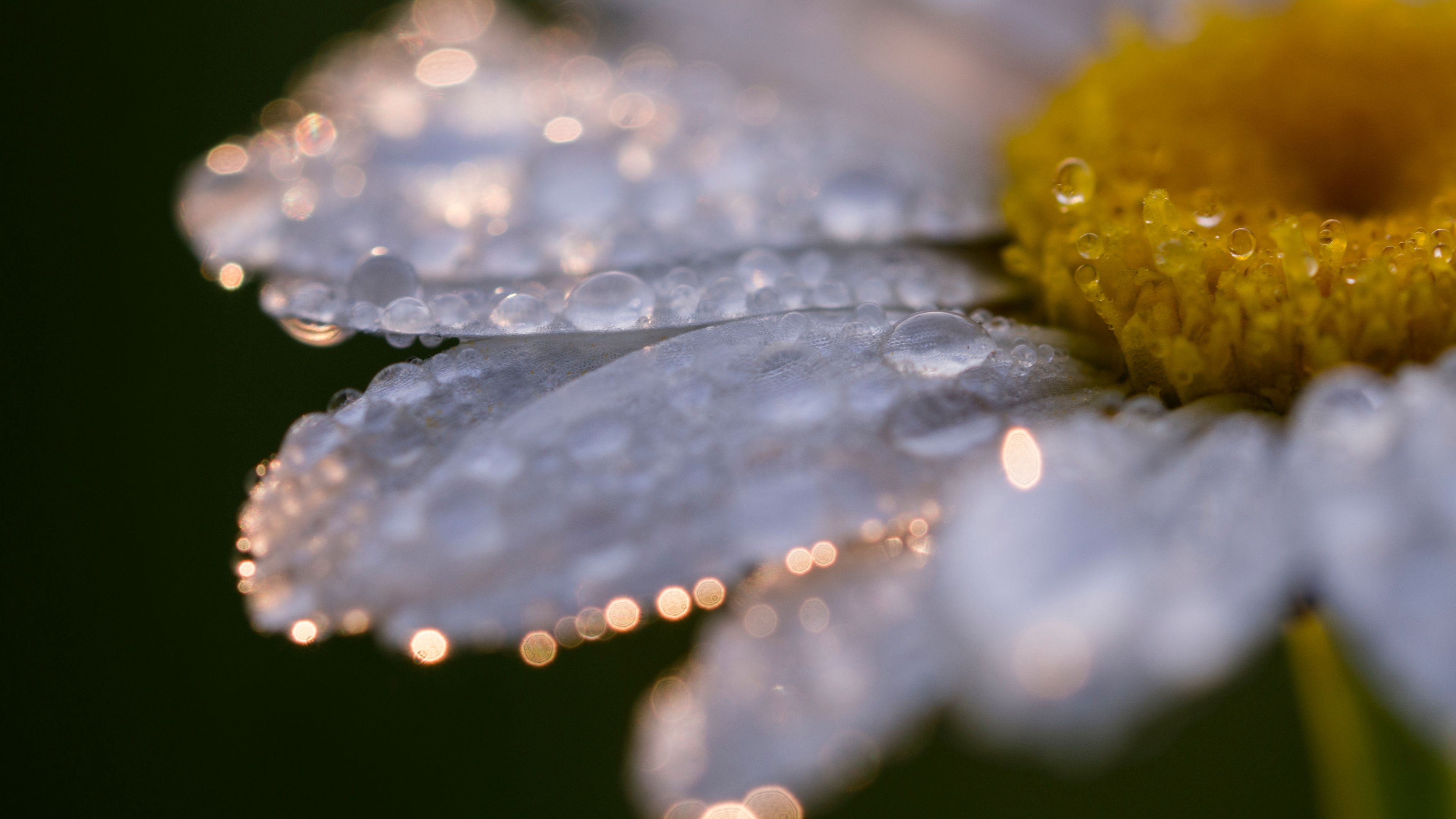 daisy, цветы, ромашка