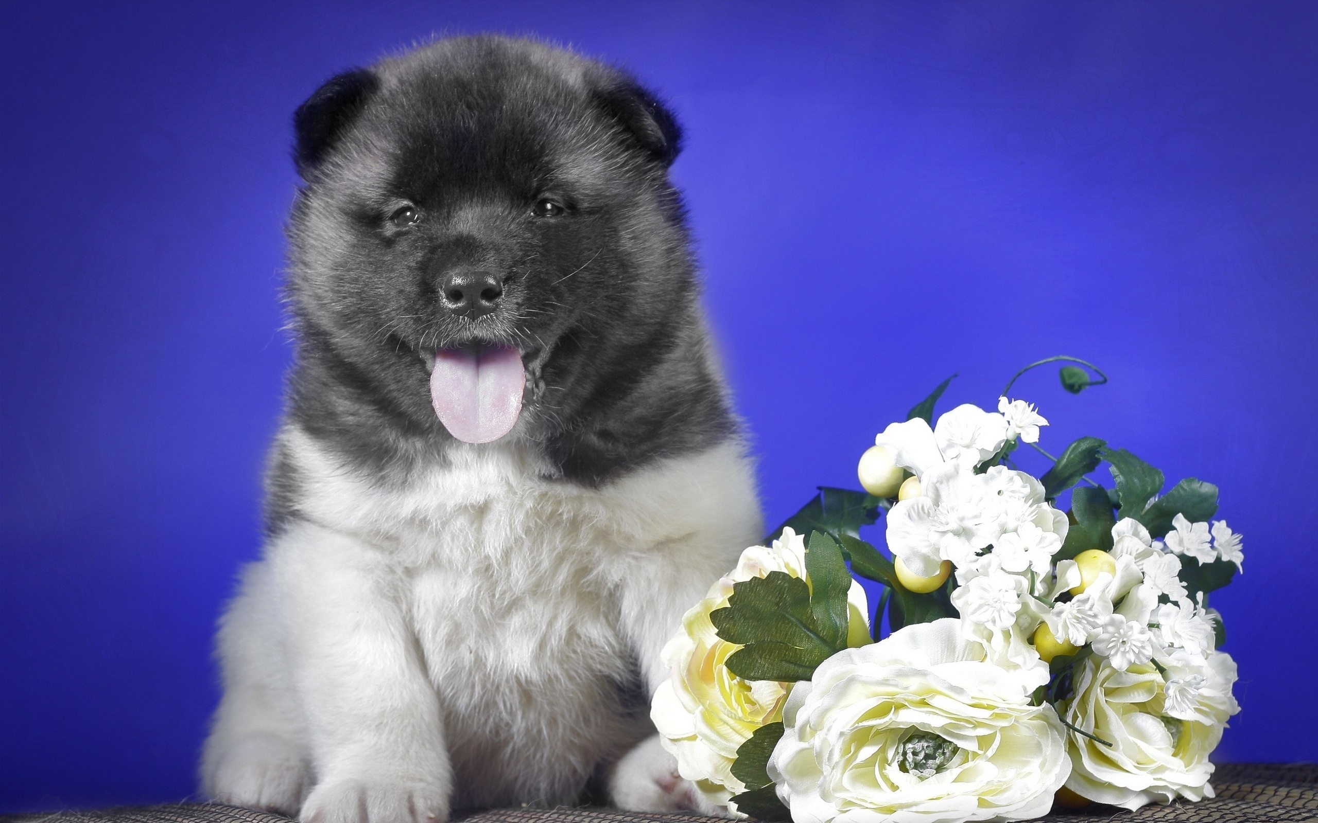 zhivotnye, животные, цвет