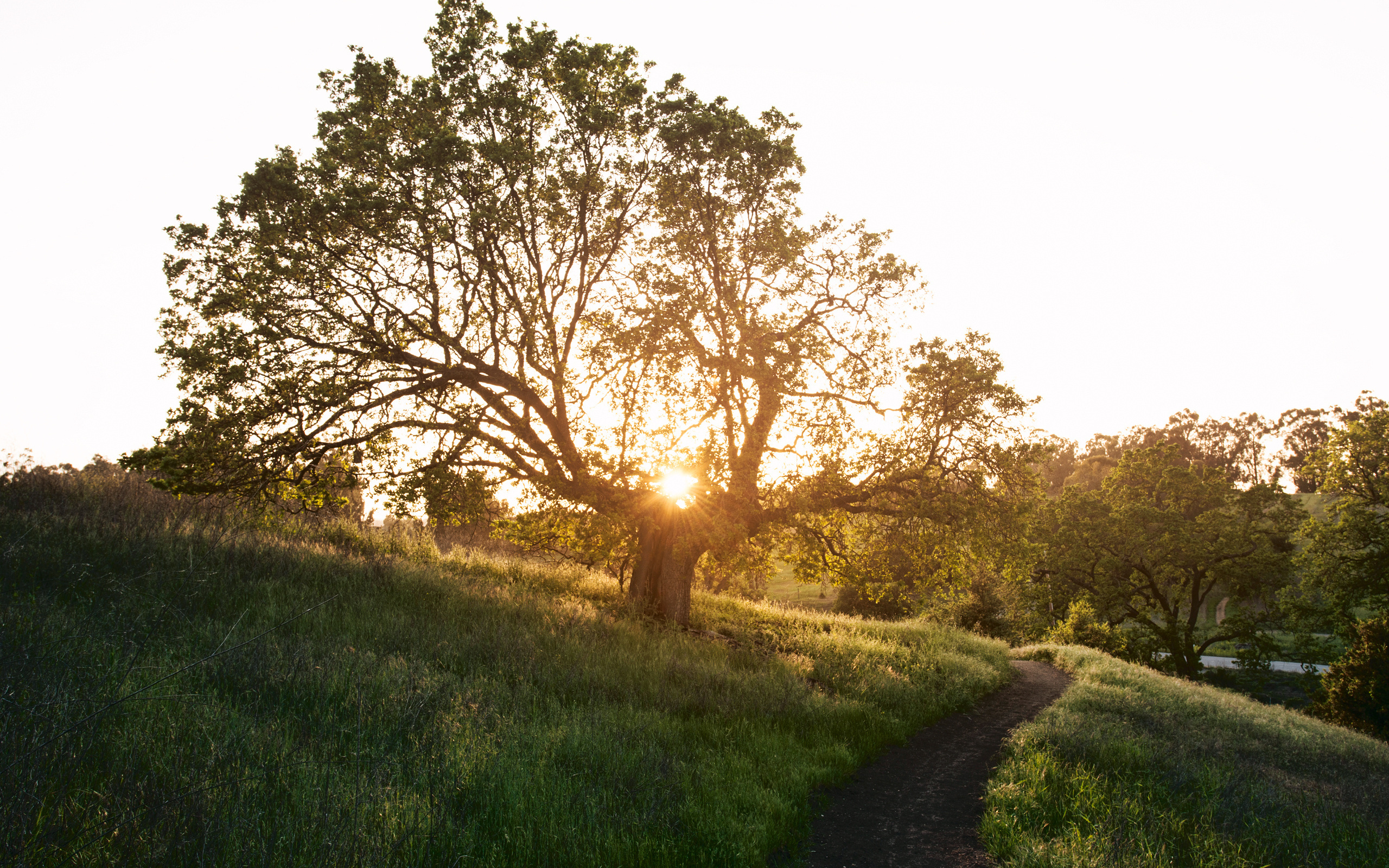 природа, весна, дерево
