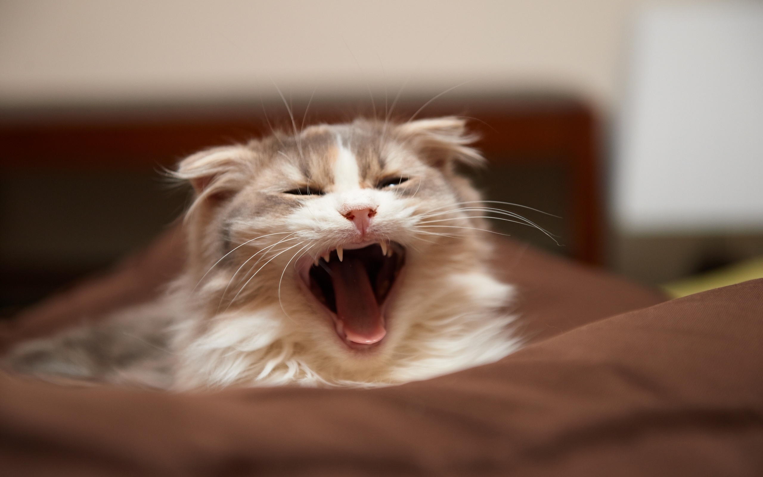 кот, котэ, кошки