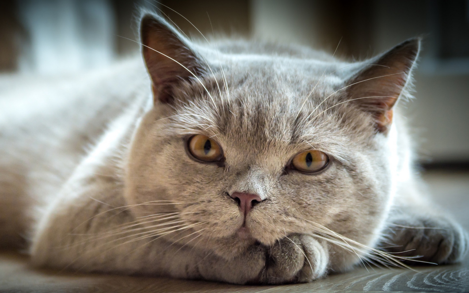 nitroflare, классный, загрузка