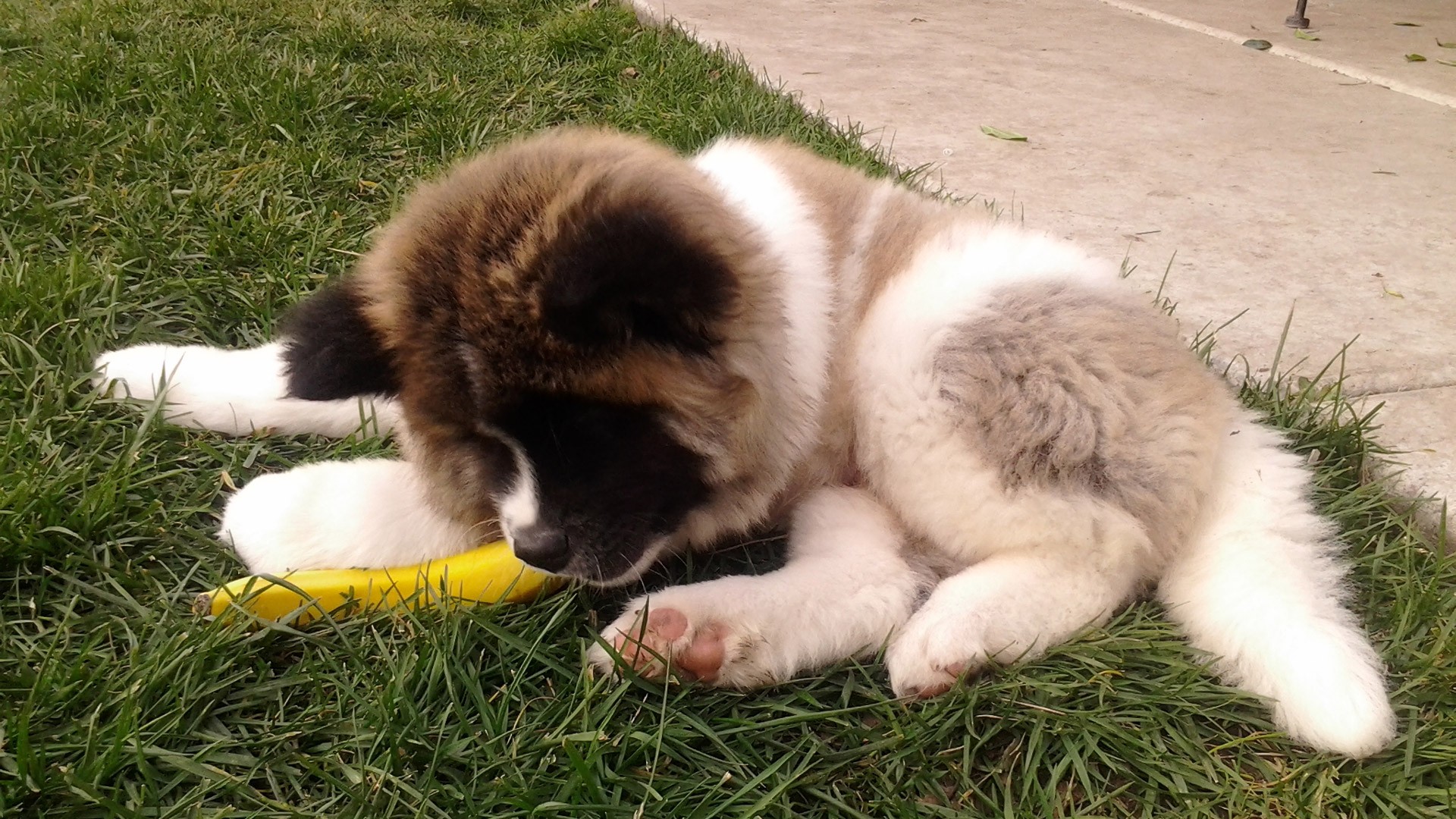 рэндом, уоллхэвен