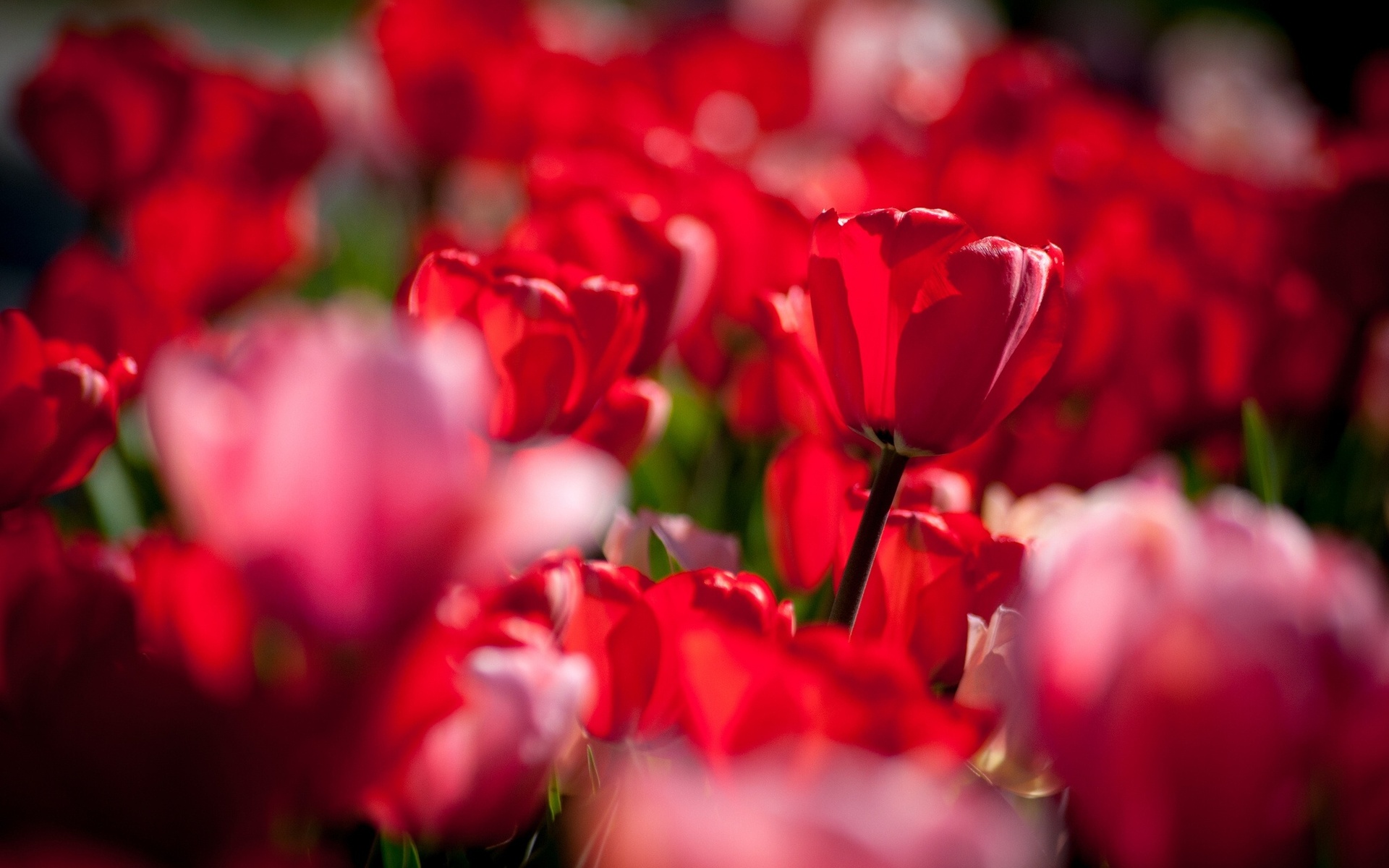 красный тюльпан цветы свет солнца скачать