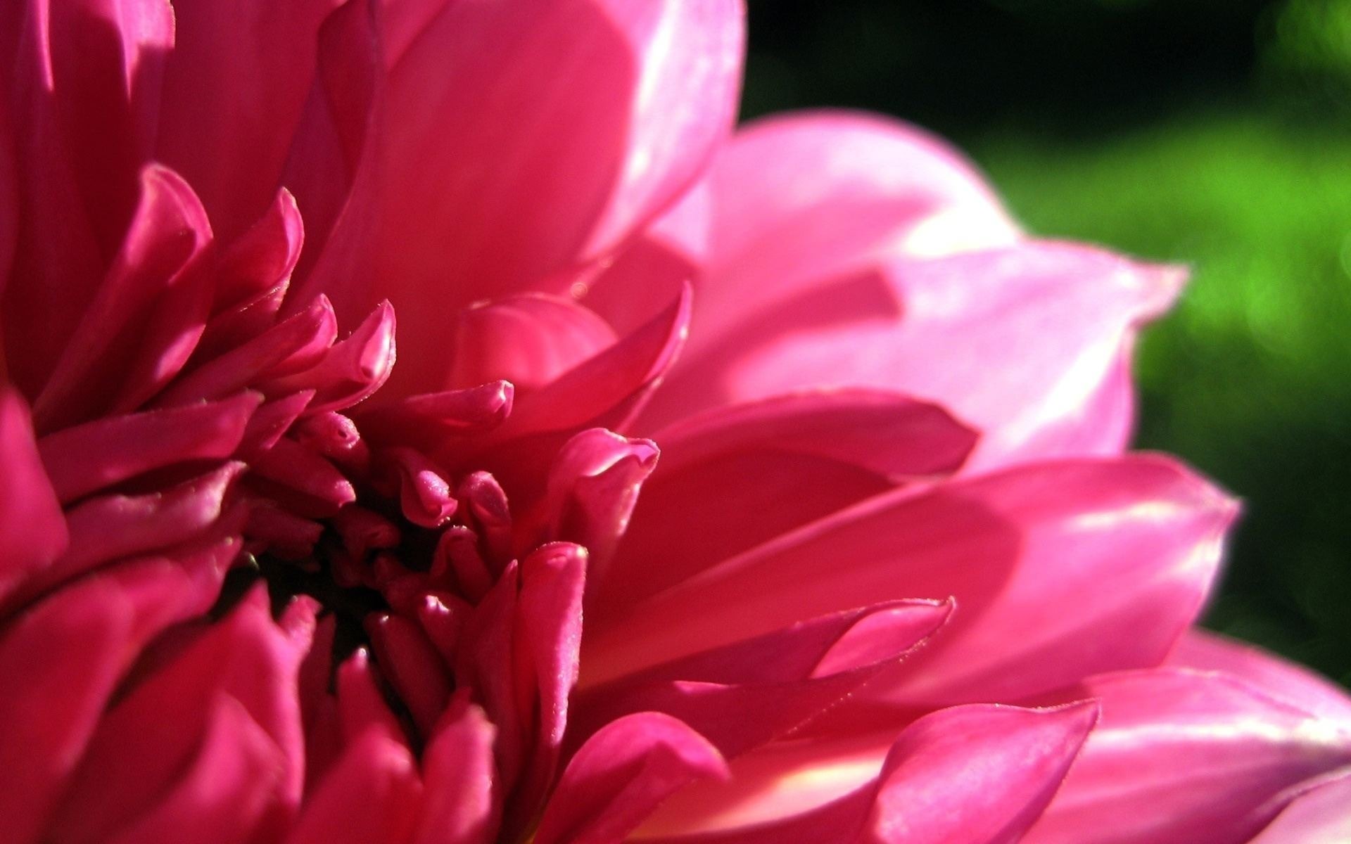 dahlia, лепестки, розовый