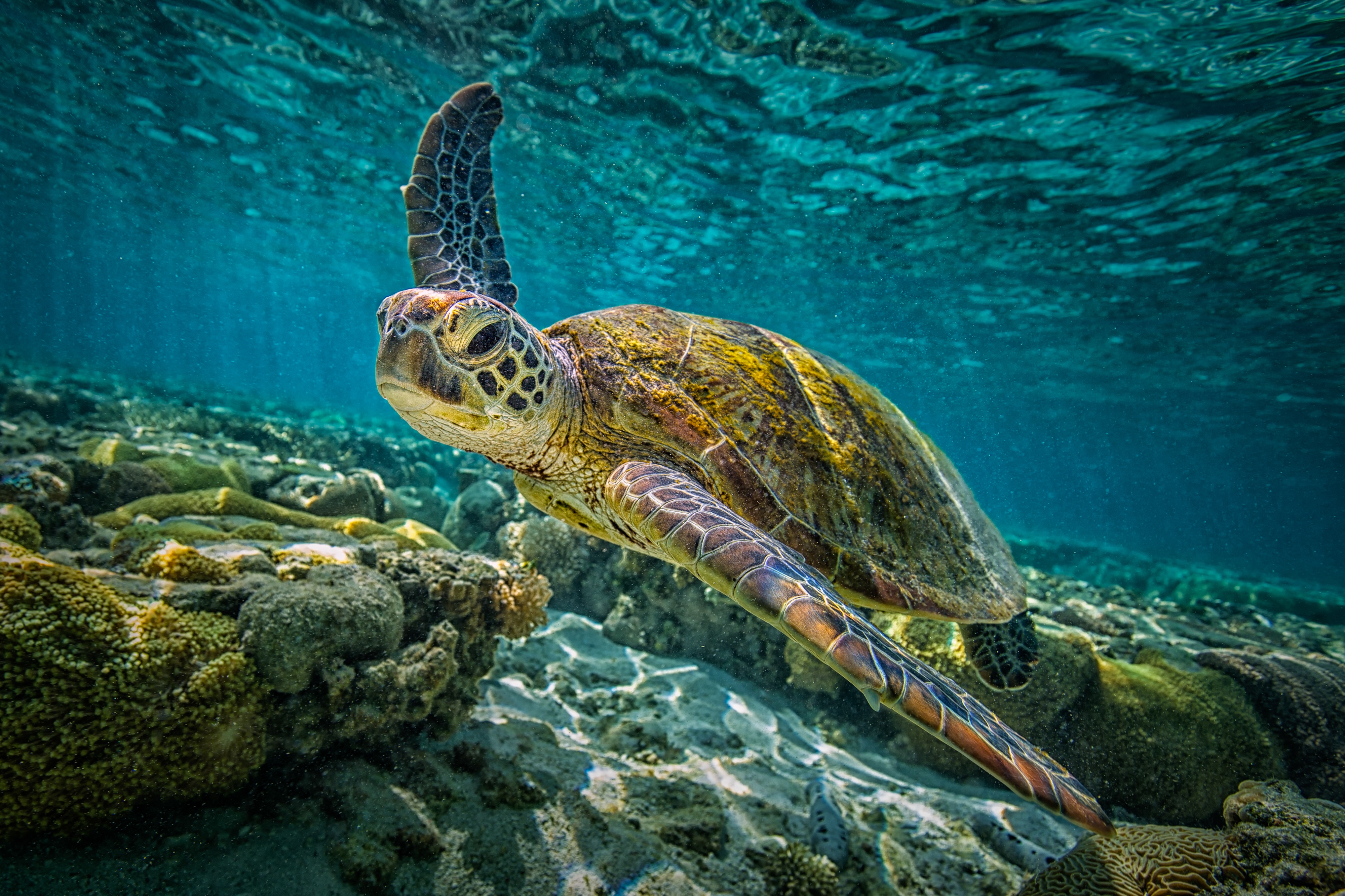 Картинка морская черепаха. Морская черепаха логгерхед. Черепаха бисса (Каретта). Большой Барьерный риф черепахи. Морские черепахи барьерного рифа.