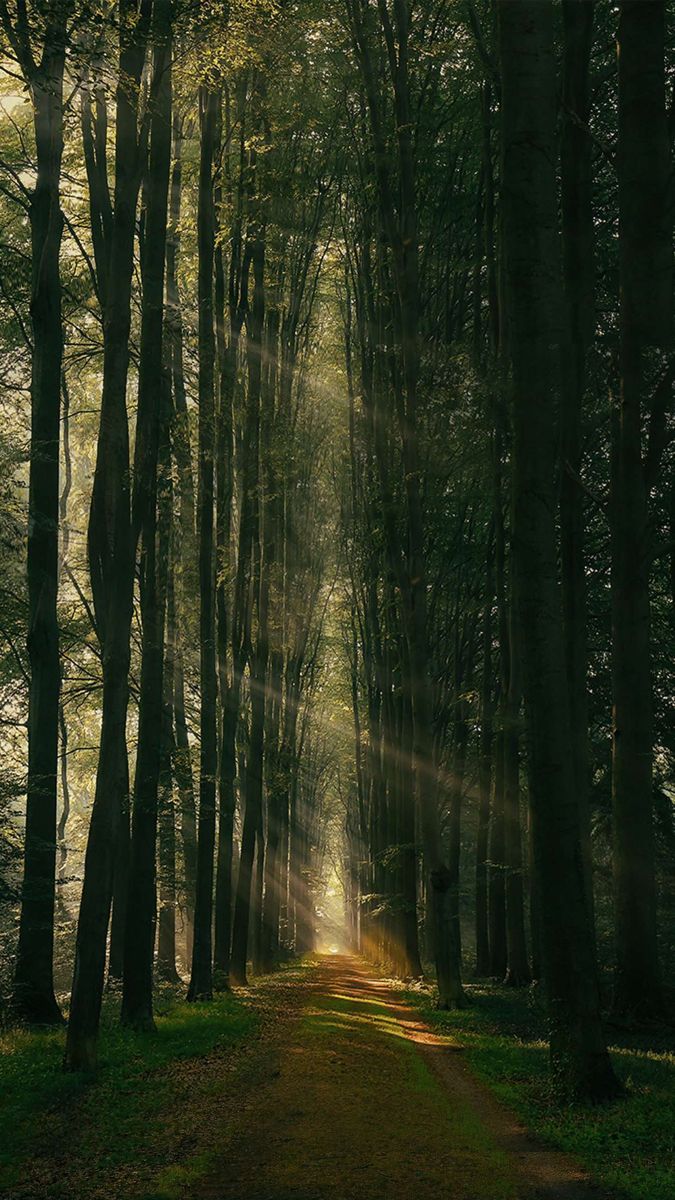 фавим, эстетика, музыка