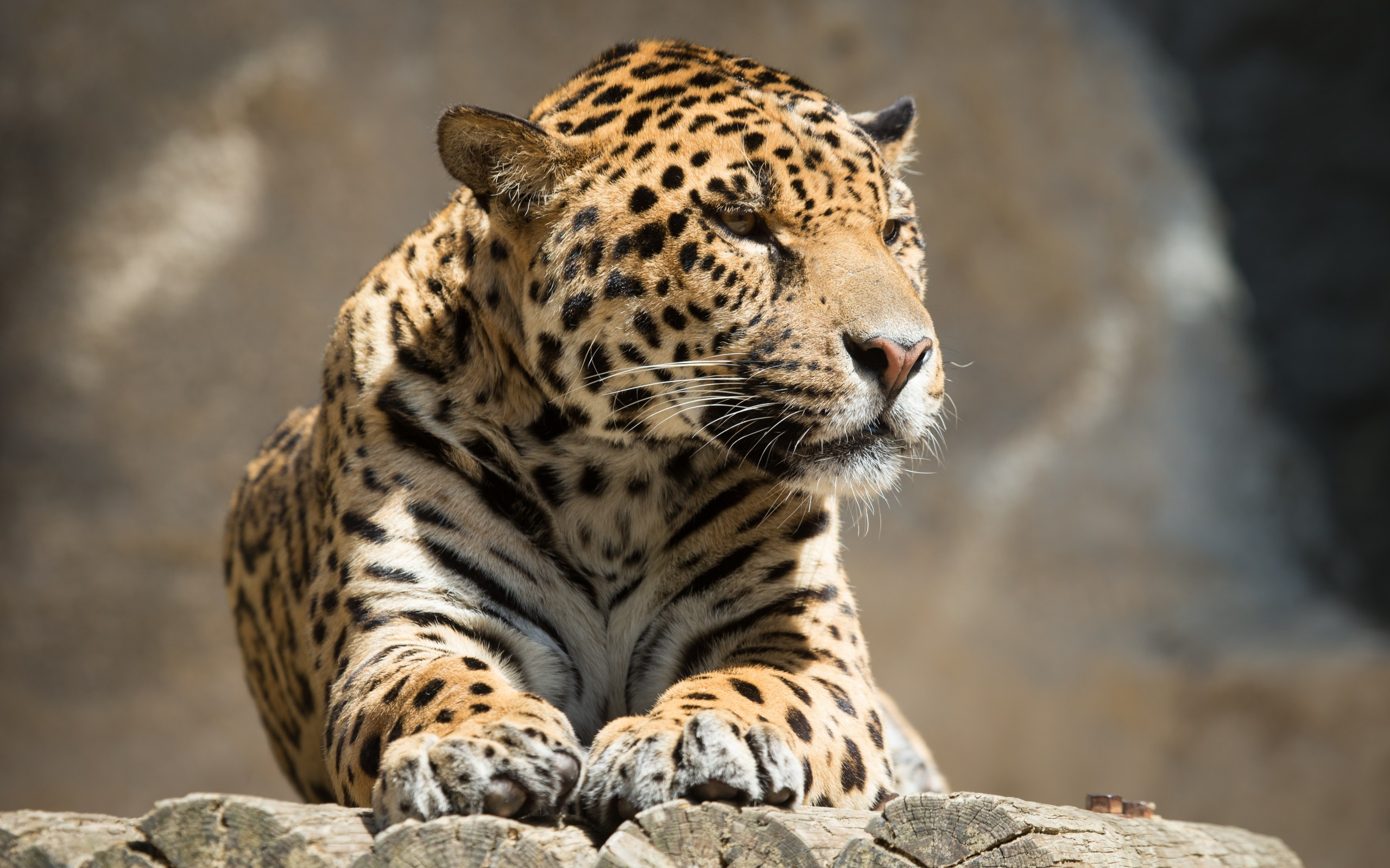 jaguar, четвертый