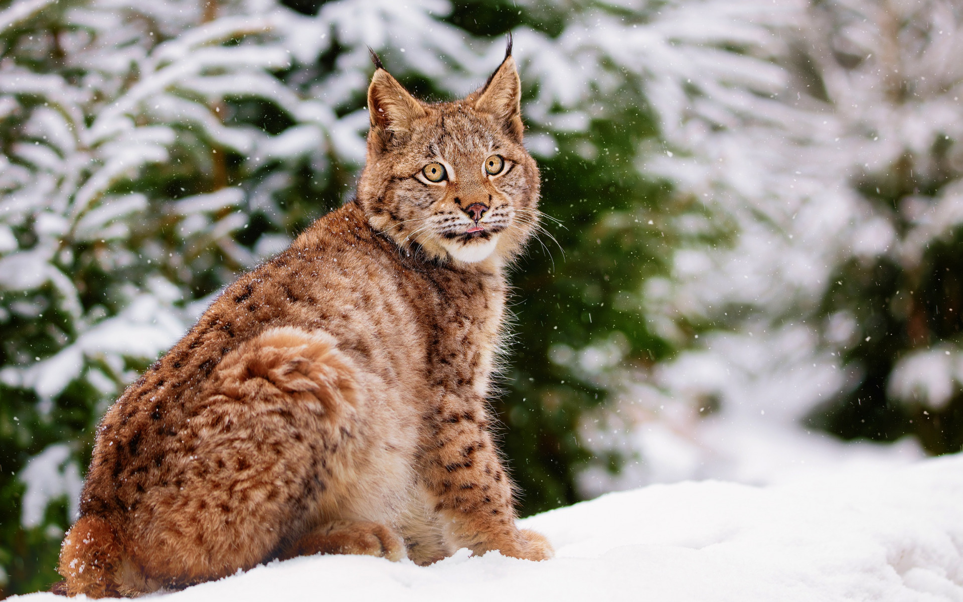 рыси, зимой