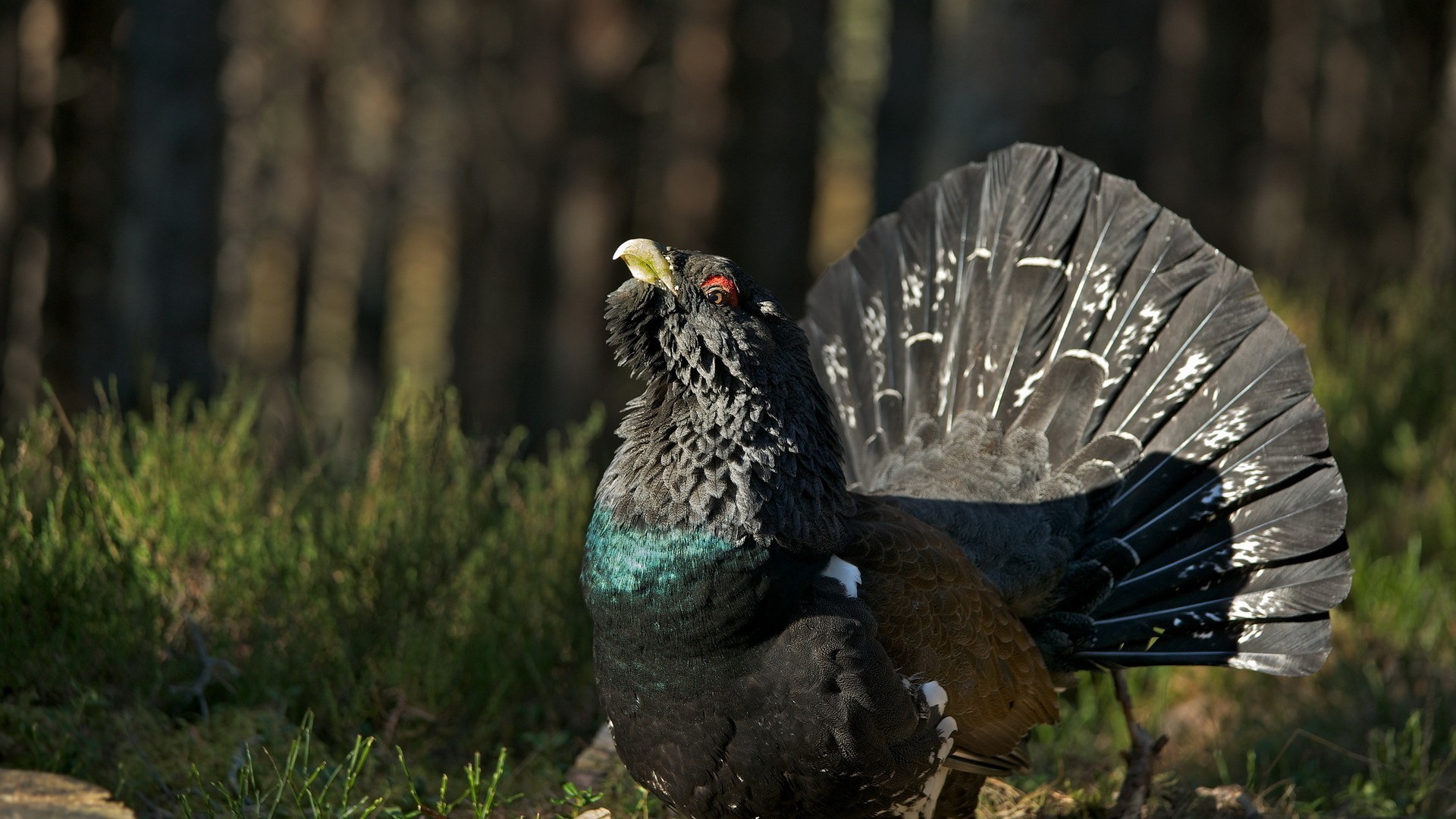 capercaillie, western
