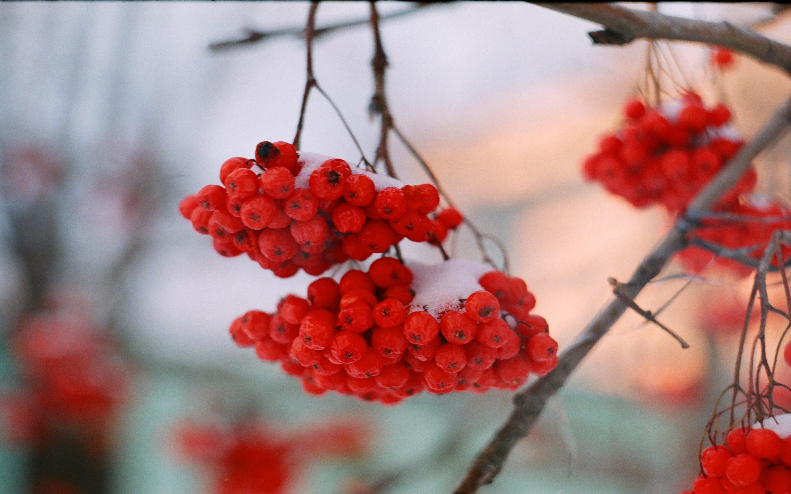 буйволы, пастуха, серебро