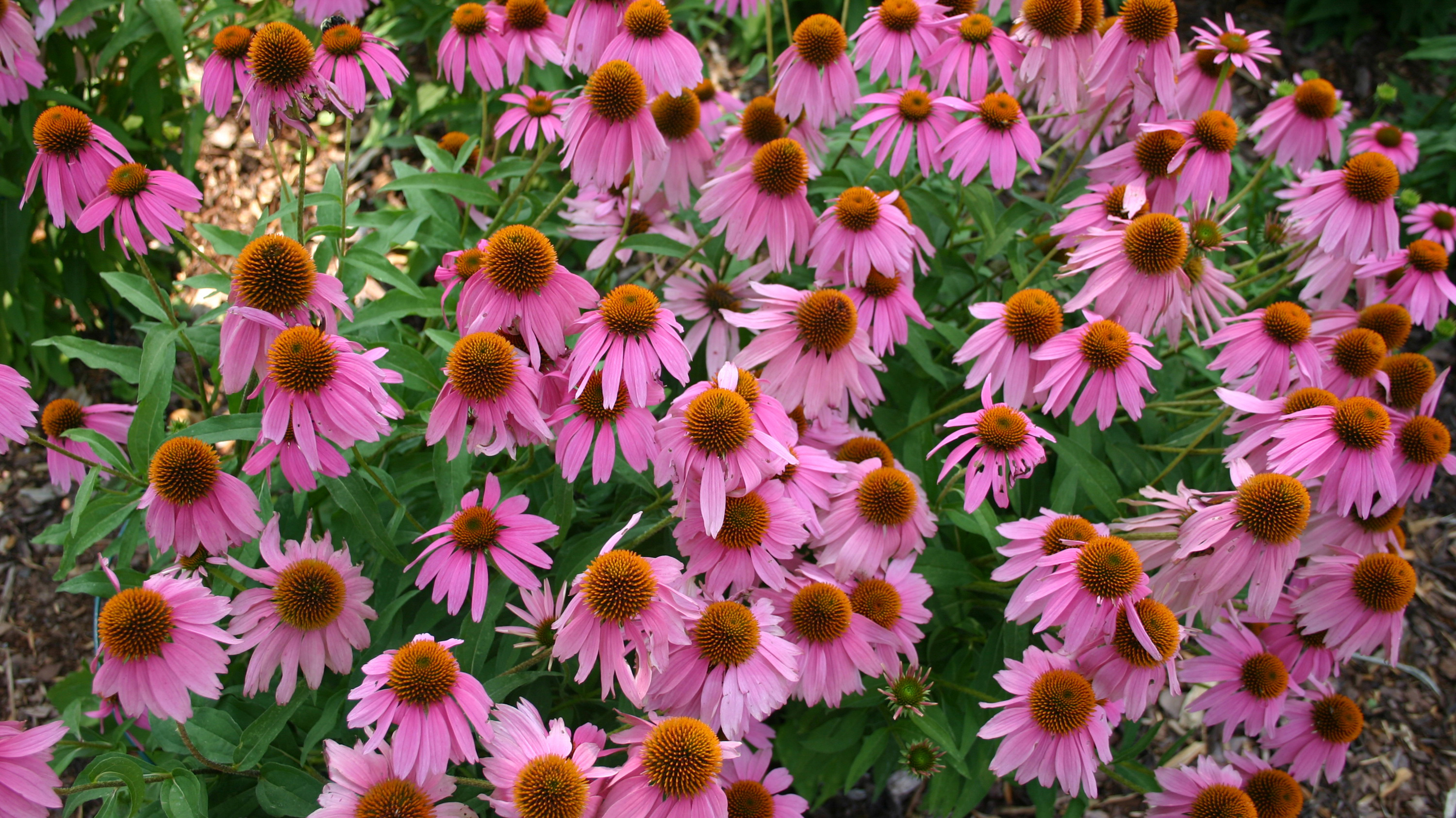 фиолетовый, пурпурный