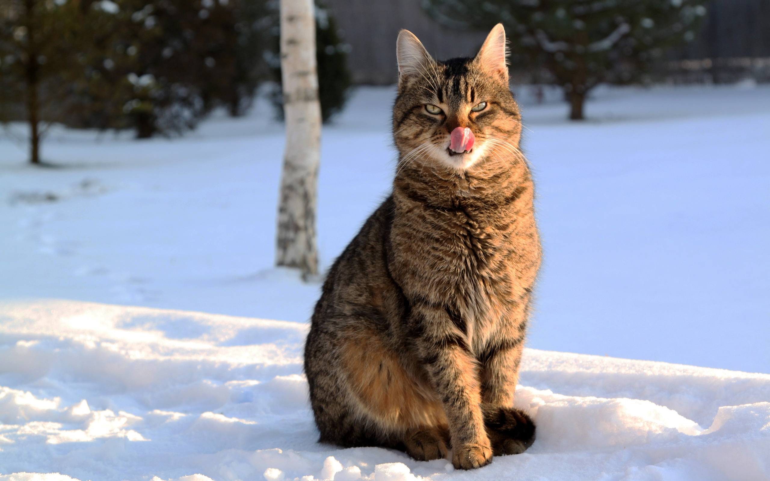 кот, снег, браун