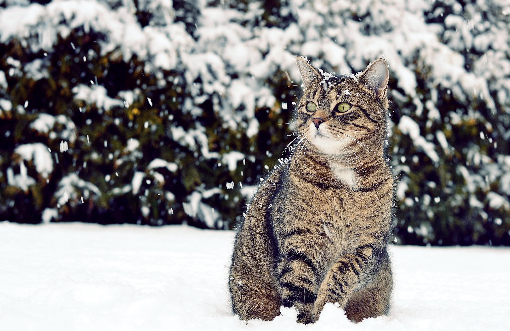 природа животные кот снег загрузить