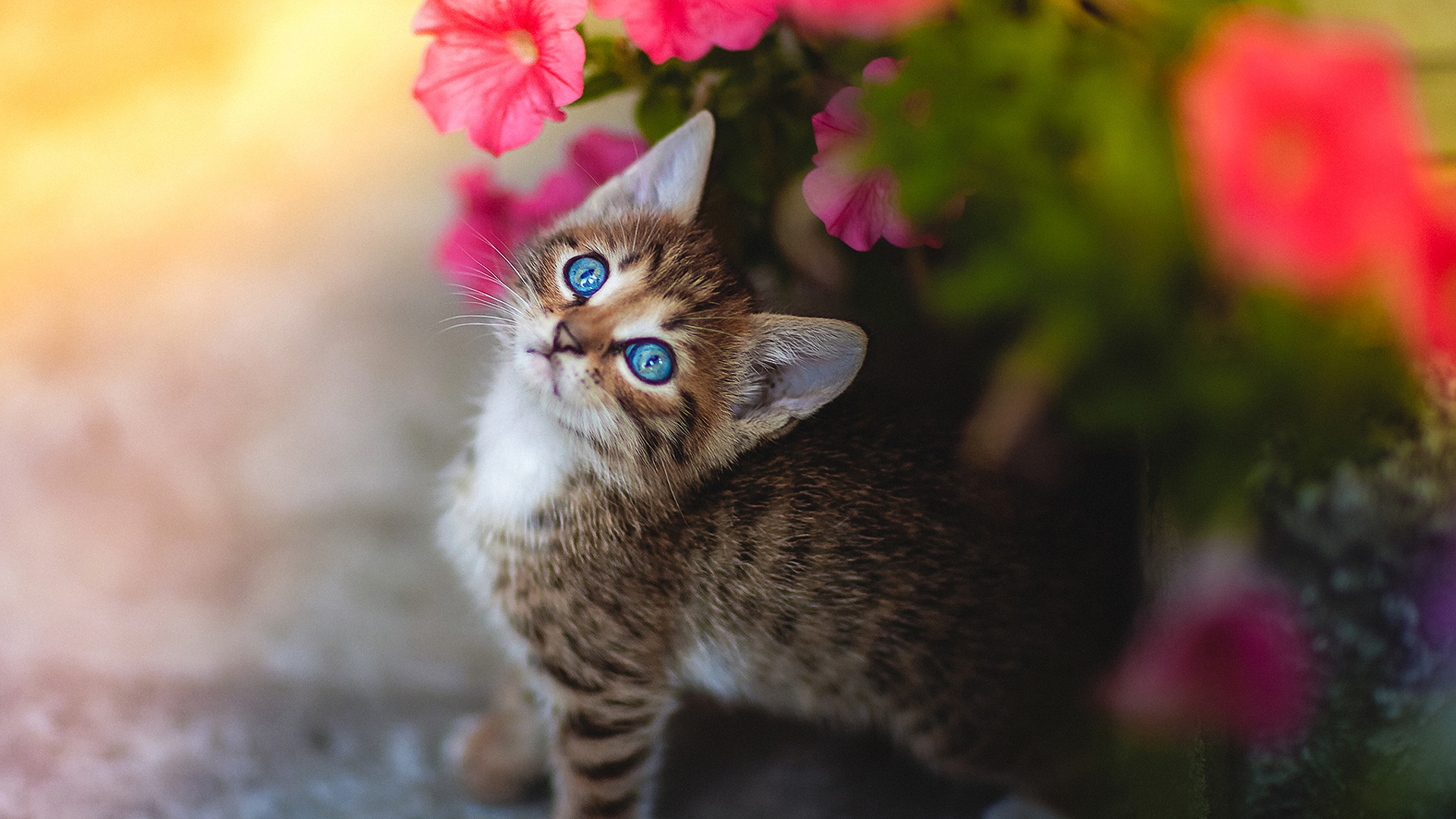 цветы, кот, котенок