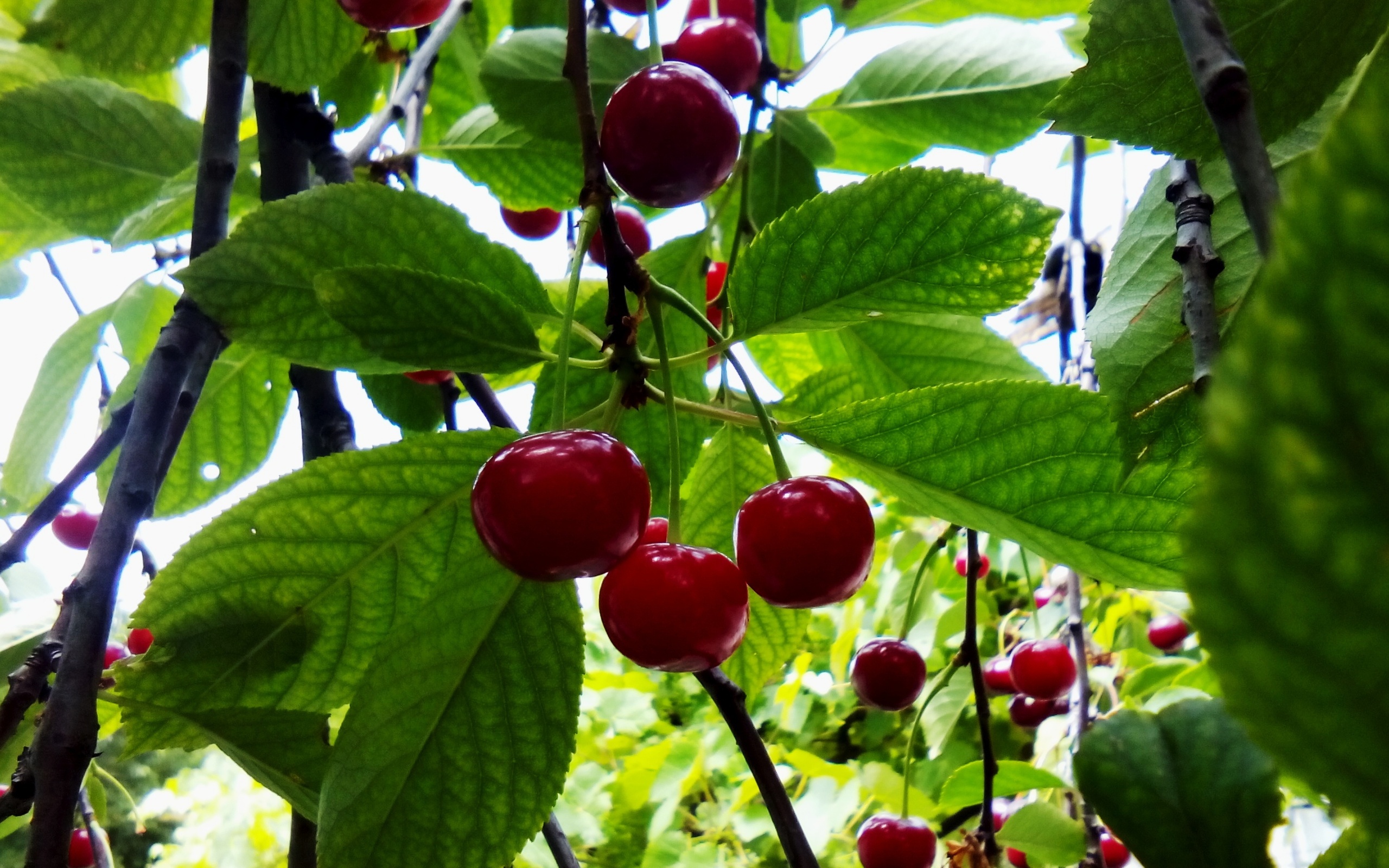вишня, пепел, дерево
