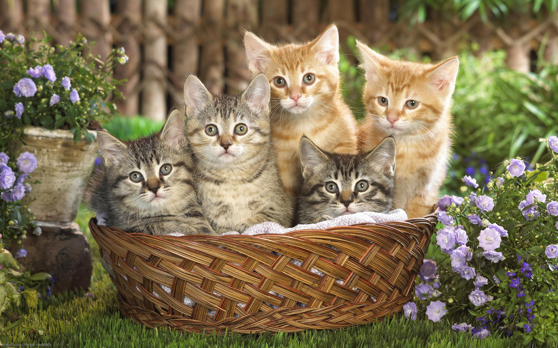 природа животные котята корзина рыжий серый nature animals kittens basket red grey загрузить