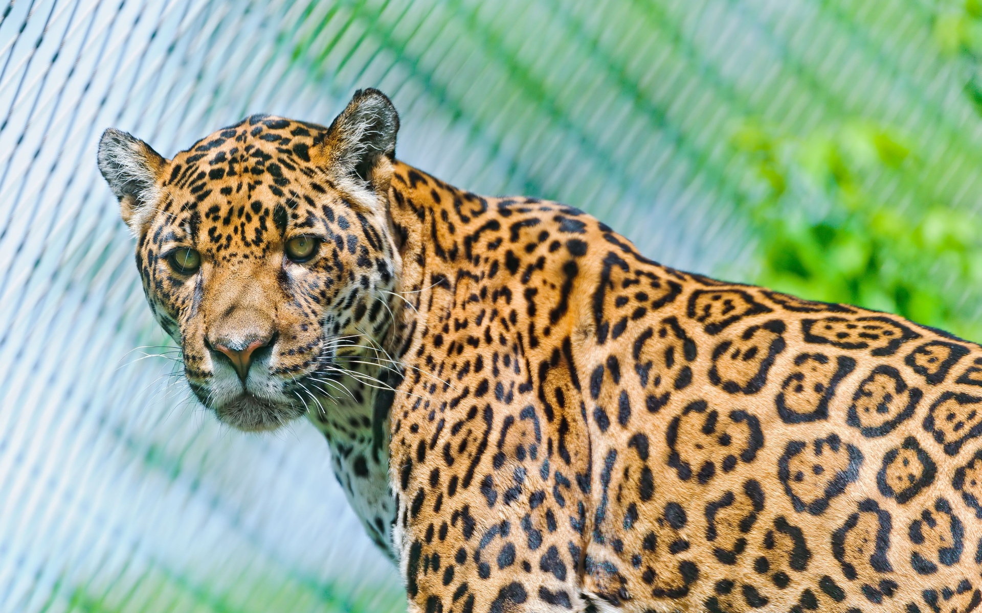 jaguar, животное, настольный