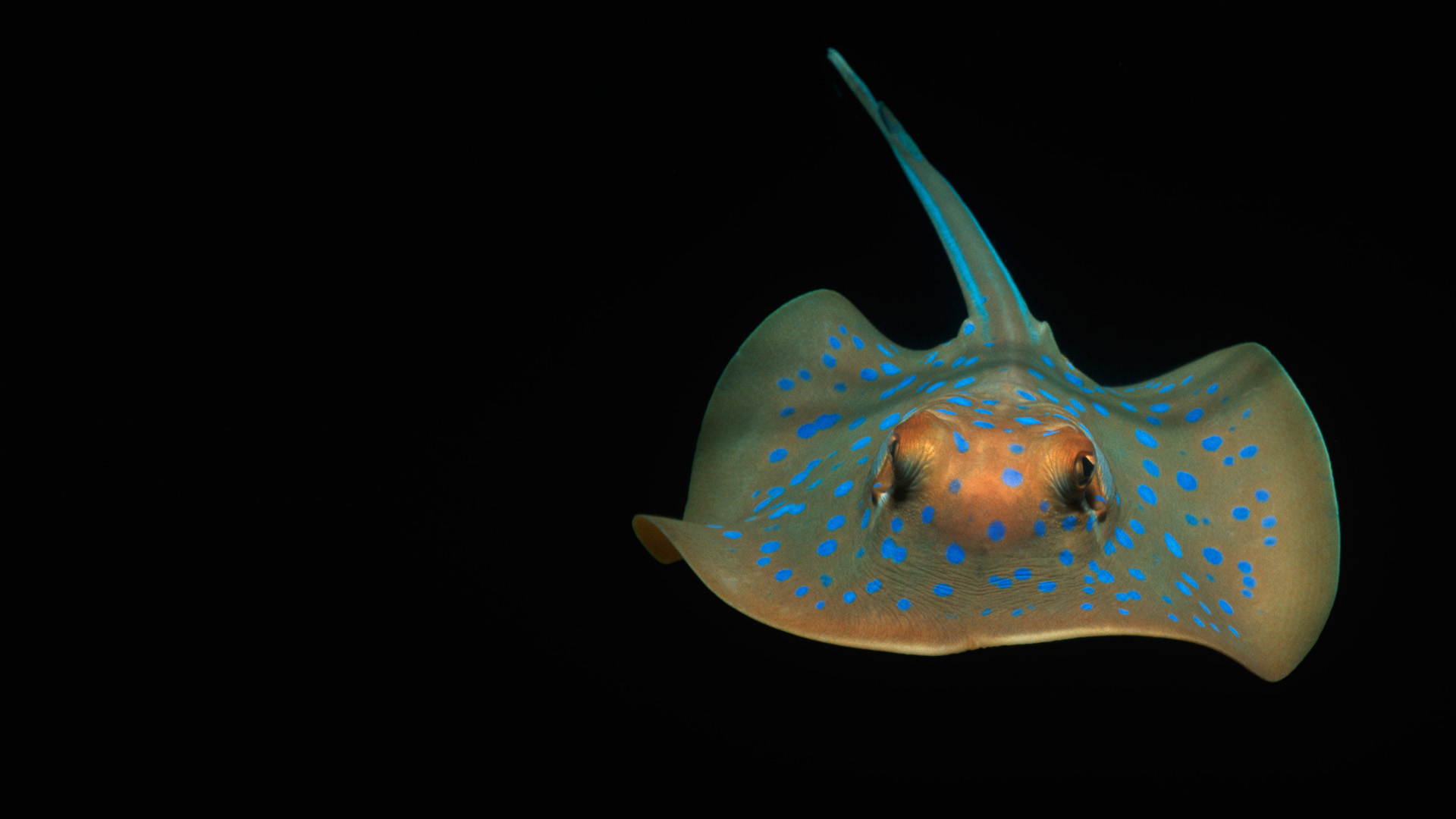 rays and skates, электрический скат