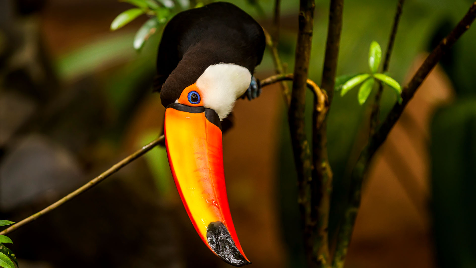 шоу, дас, парк