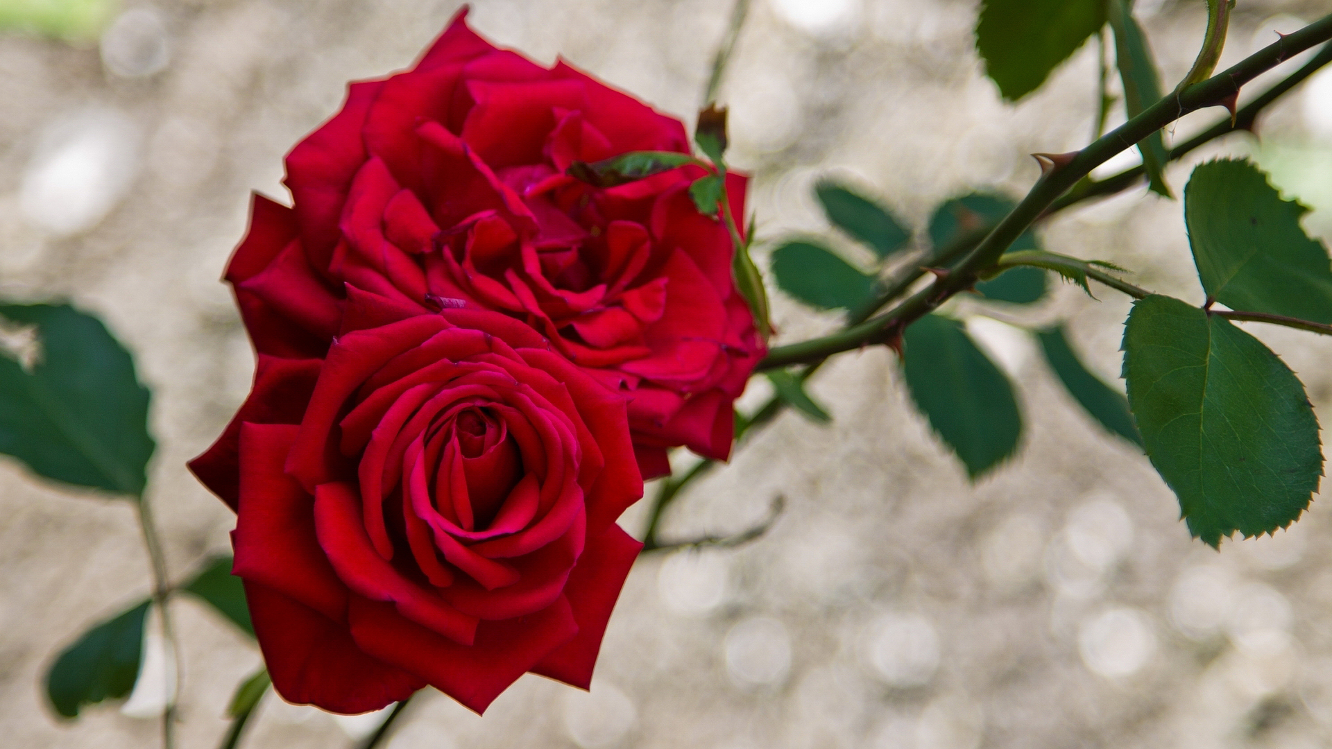 роза, красное