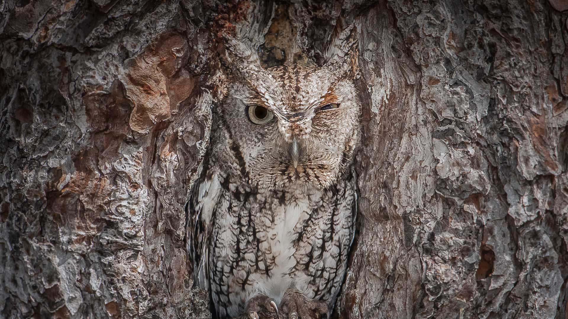 животное, камуфляж