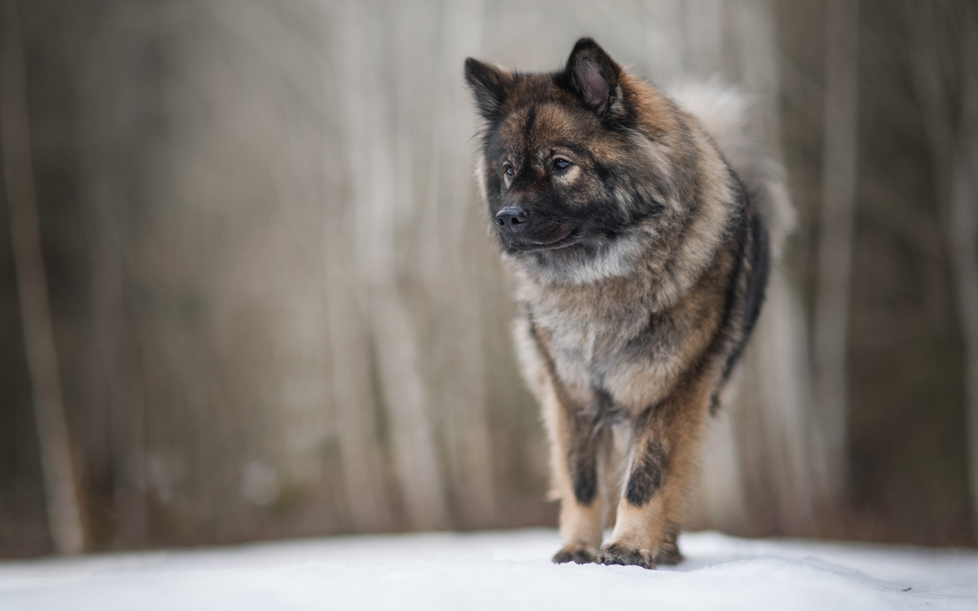 есть собака, которая гуляет по снегу