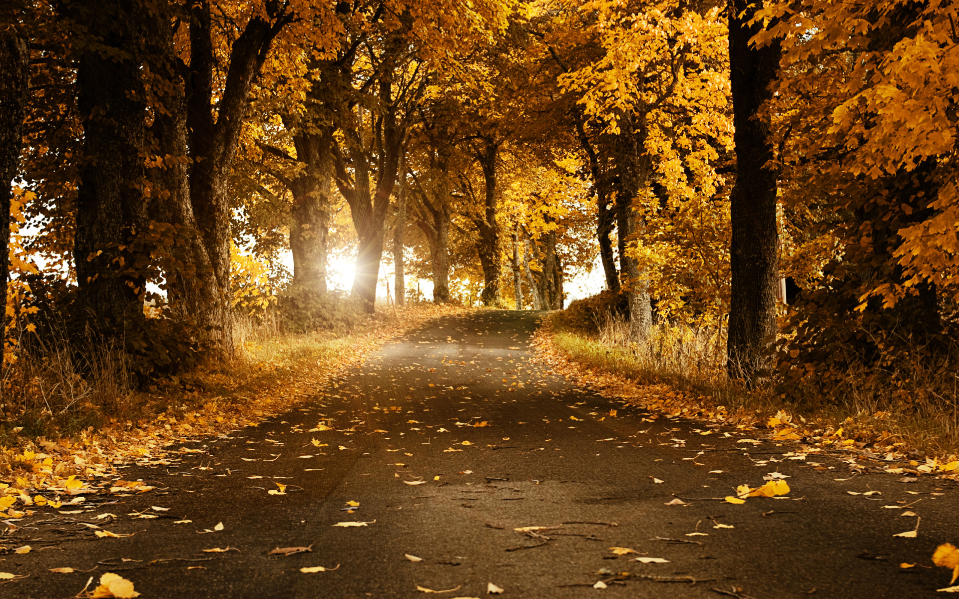 otoño, hojas, del