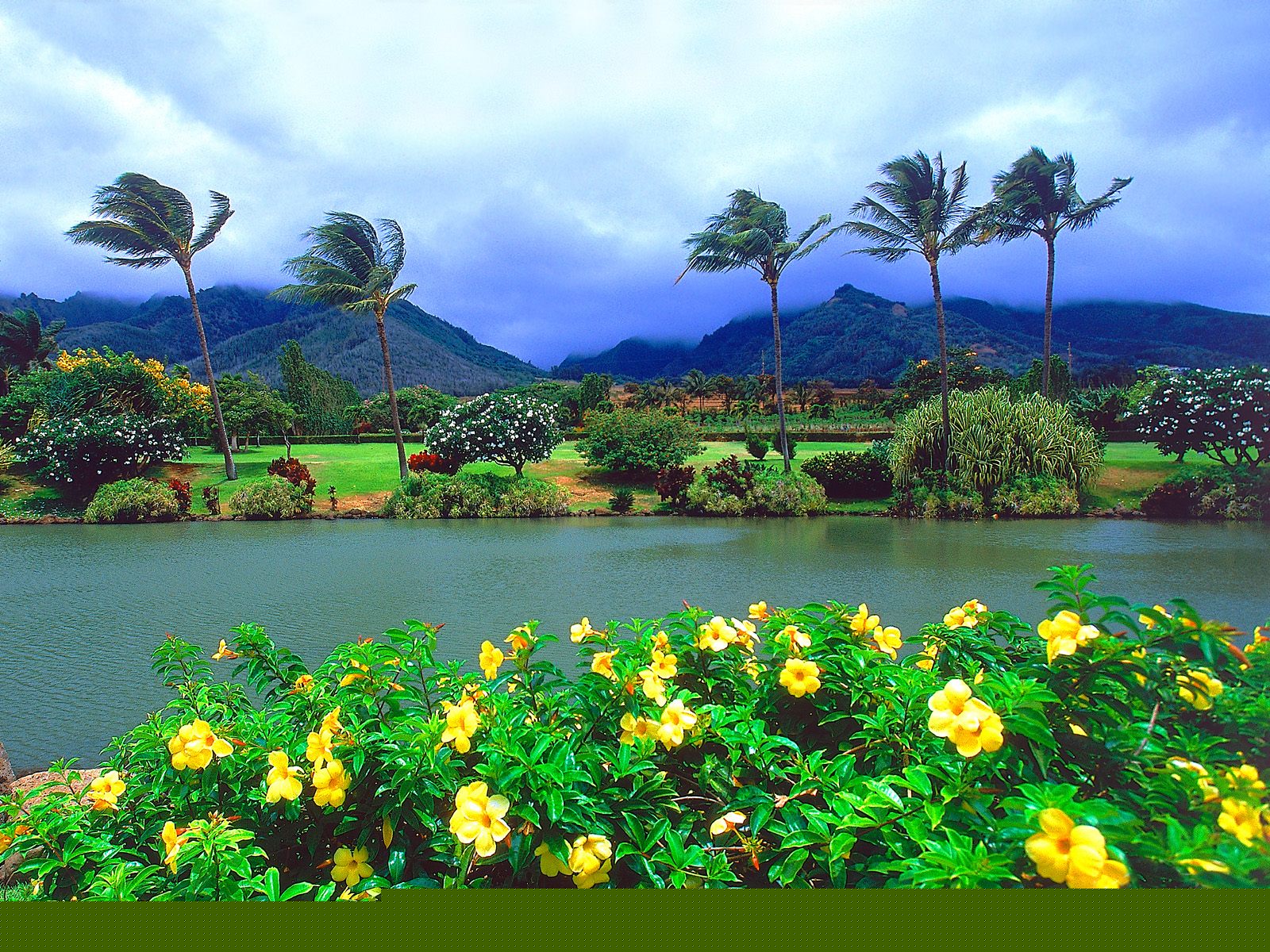 красивый, спа, программа